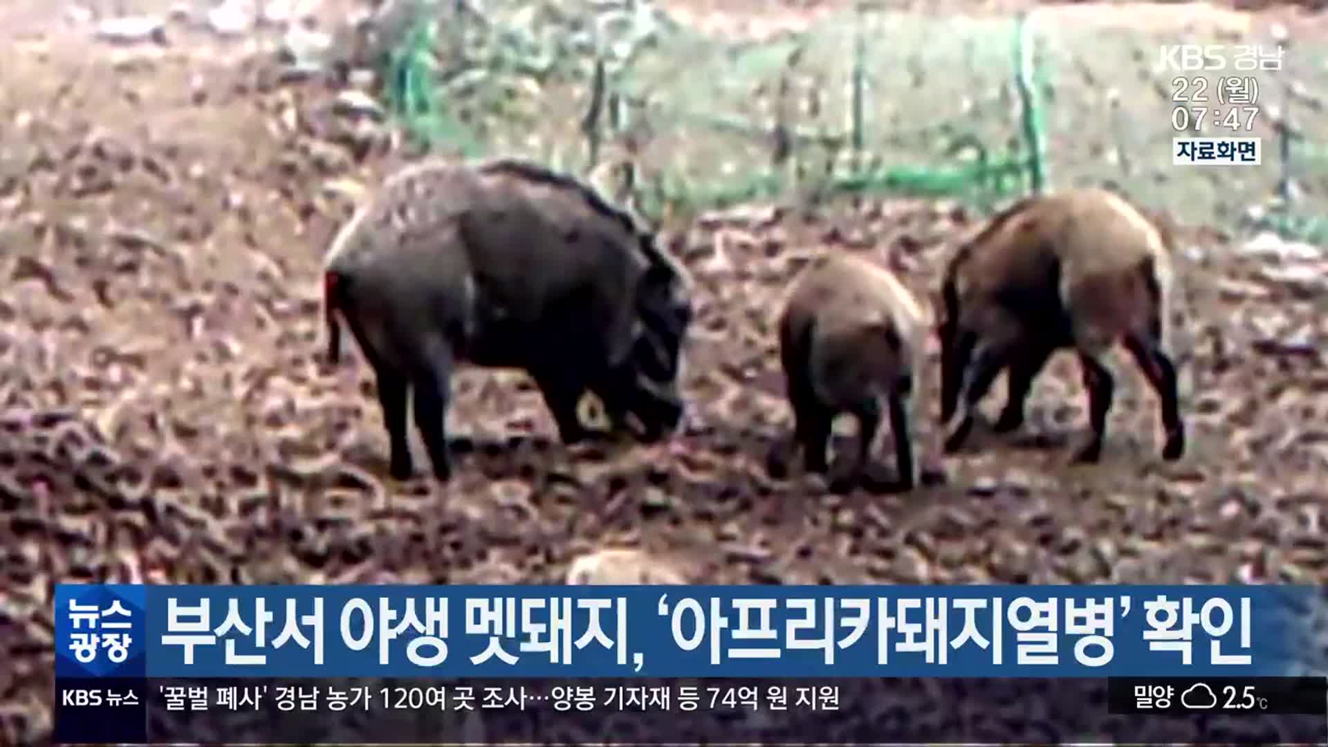 부산서 야생 멧돼지, ‘아프리카돼지열병’ 확인