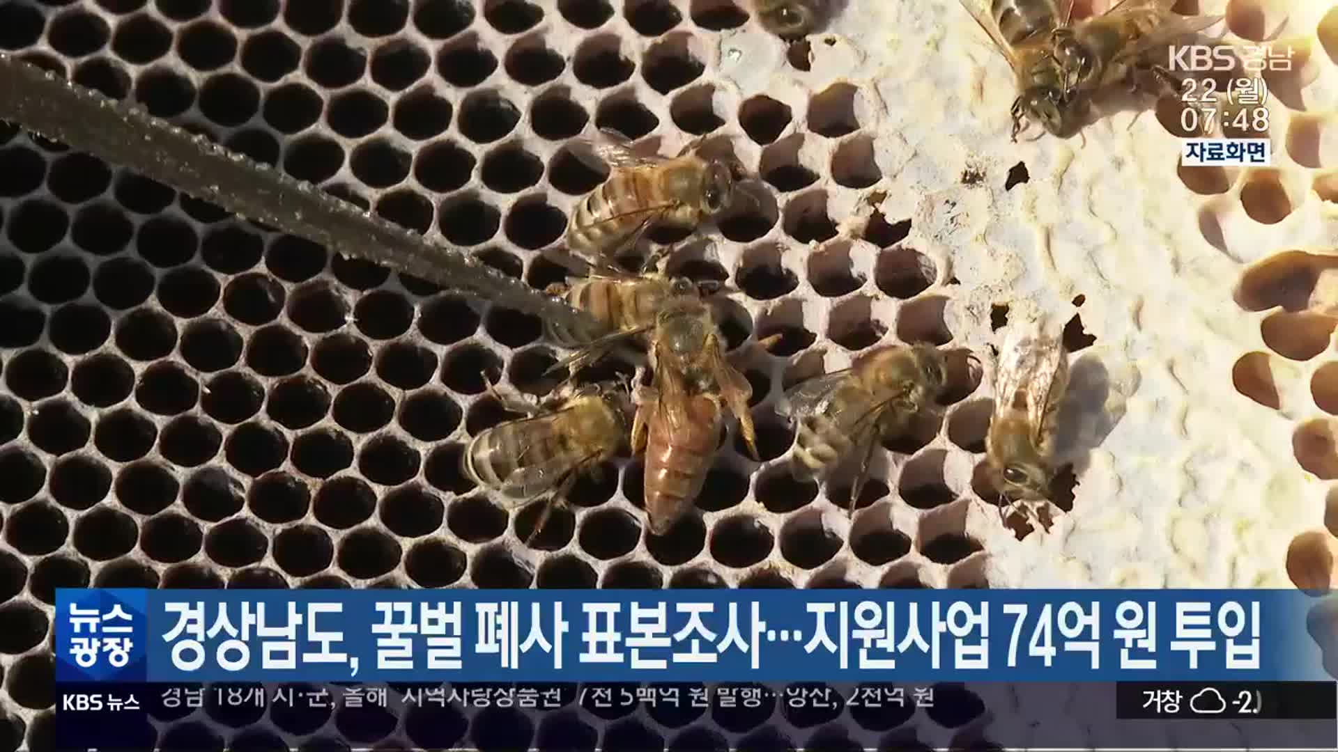 경상남도, 꿀벌 폐사 표본조사…지원사업 74억 원 투입