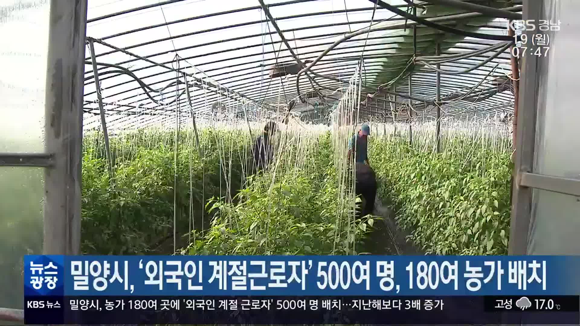 밀양시, ‘외국인 계절근로자’ 500여 명, 180여 농가 배치