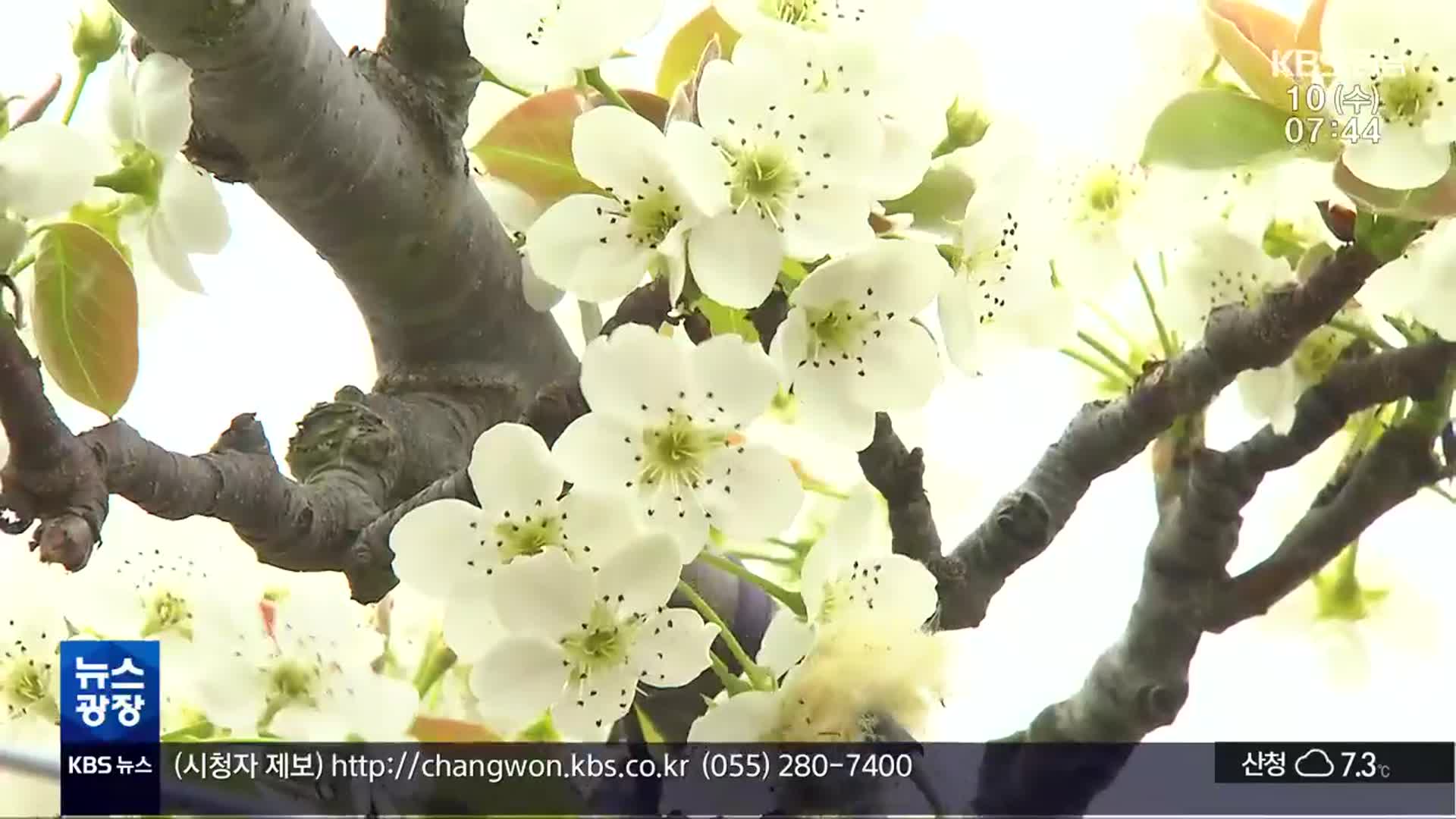 [60초 경남] “배꽃이 피었습니다”