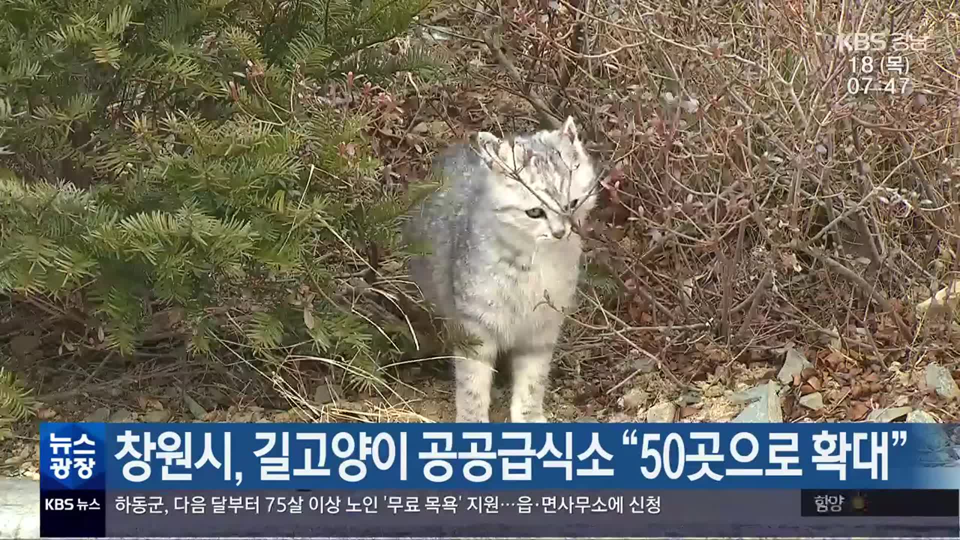 창원시, 길고양이 공공급식소 “50곳으로 확대”