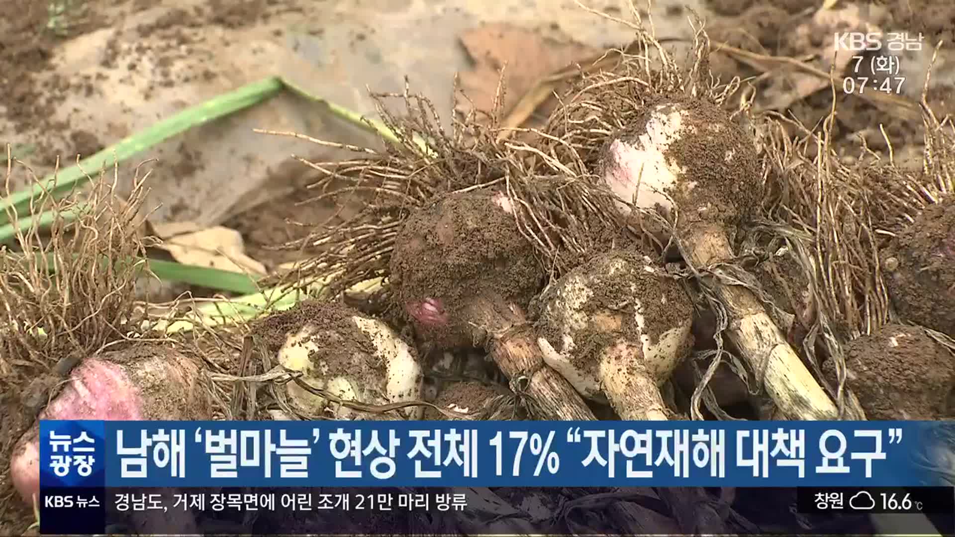 남해 ‘벌마늘’ 현상 전체 17％ “자연재해 대책 요구”