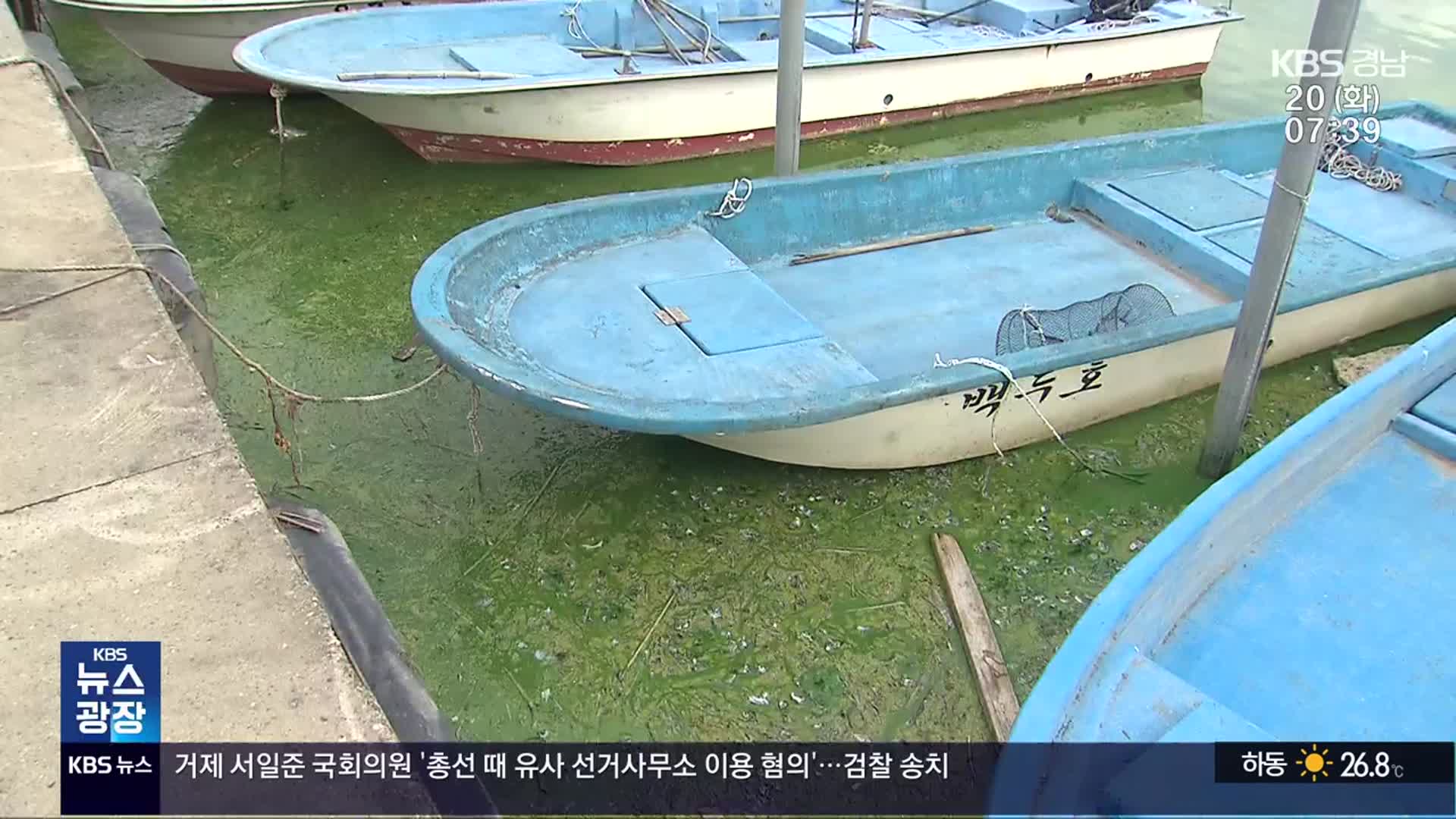 낙동강 녹조 창궐…“보 개방해야”