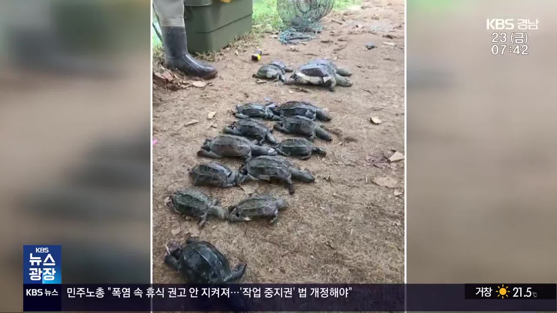 ‘보호한다더니’…천연기념물 남생이 폐사