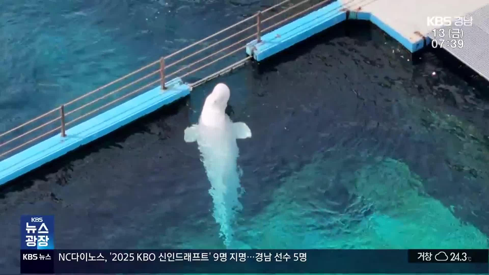 잇단 폐사 ‘돌고래 무덤’ 거제씨월드 폐쇄 논란