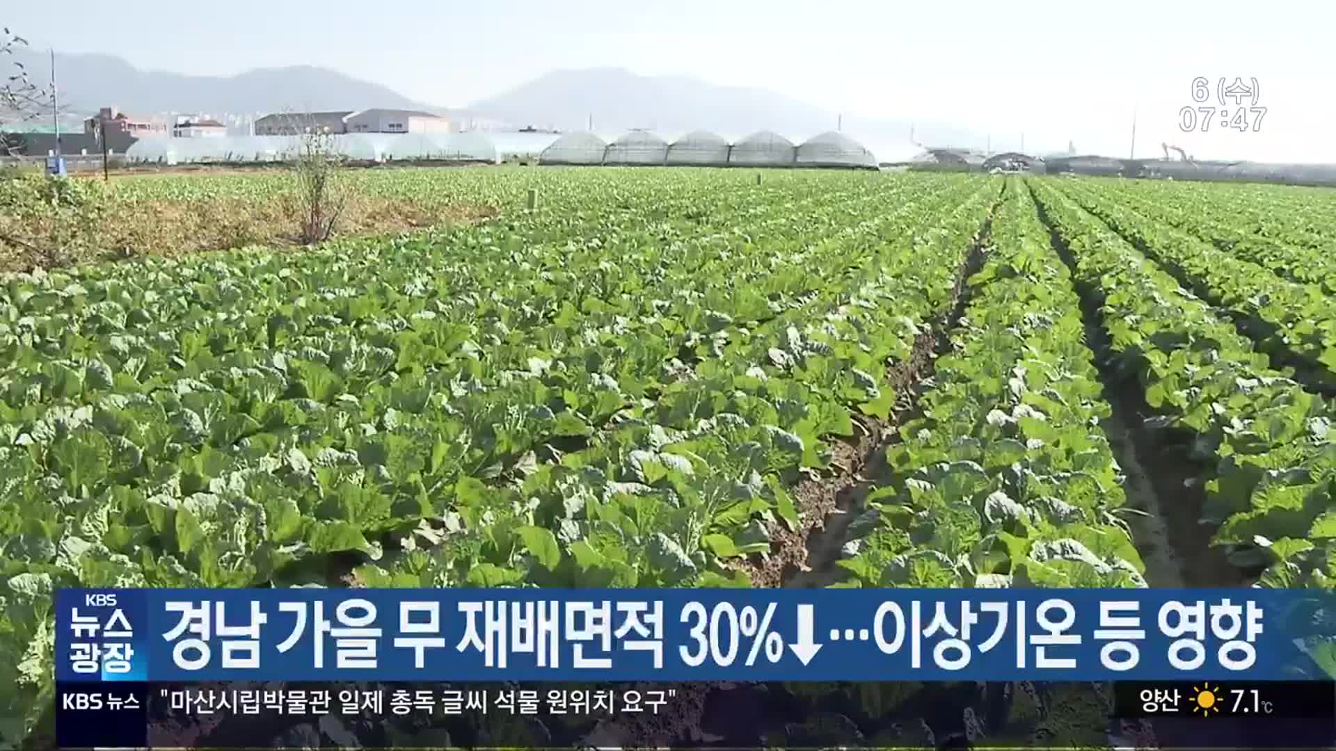 경남 가을 무 재배면적 30%↓…이상기온 등 영향