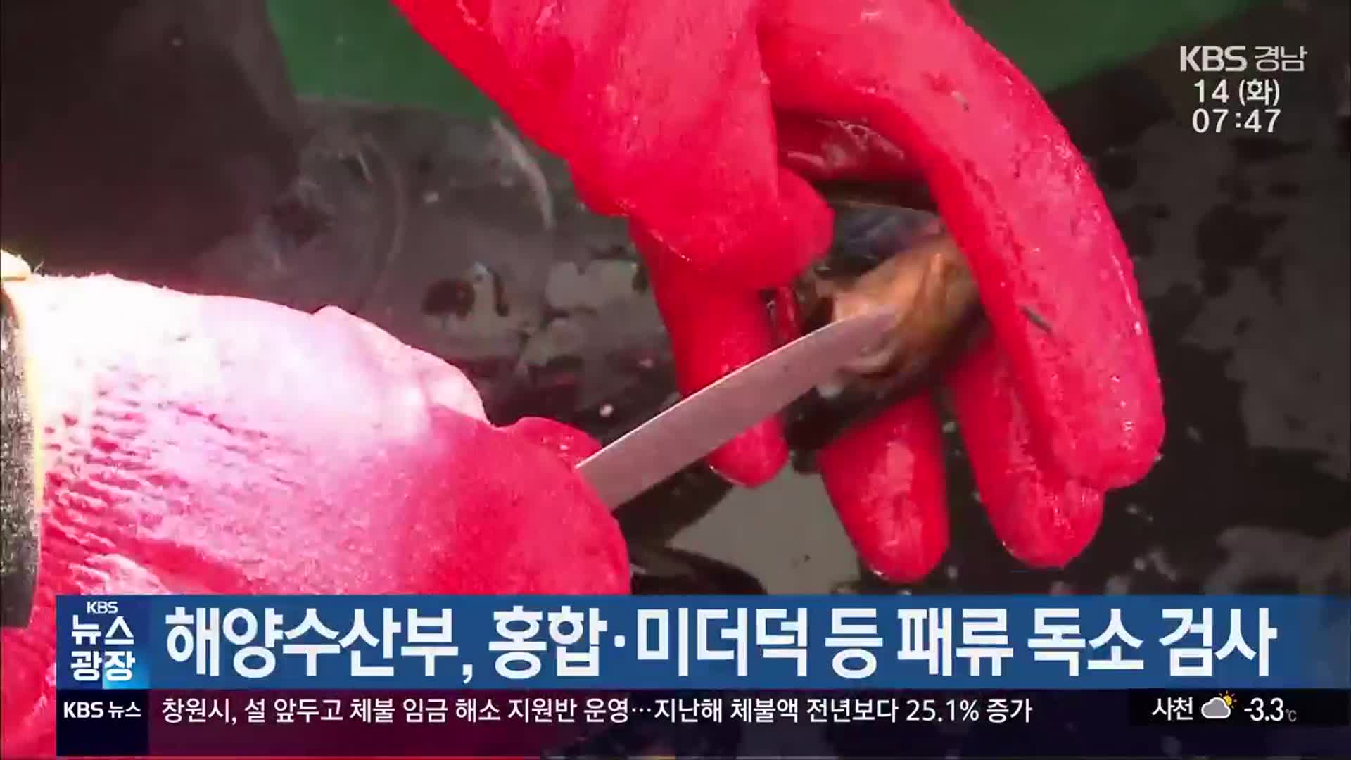 해양수산부, 홍합·미더덕 등 패류 독소 검사