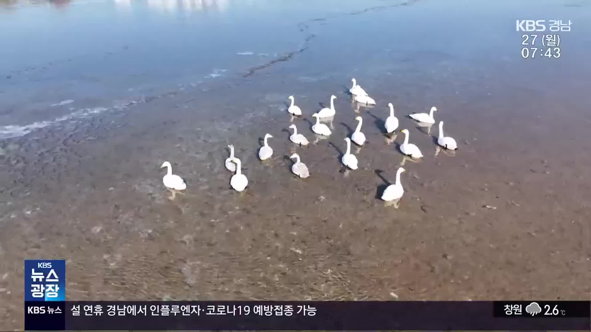 [영상] 진주 남강 찾은 ‘진객’…도심 속 겨울나기