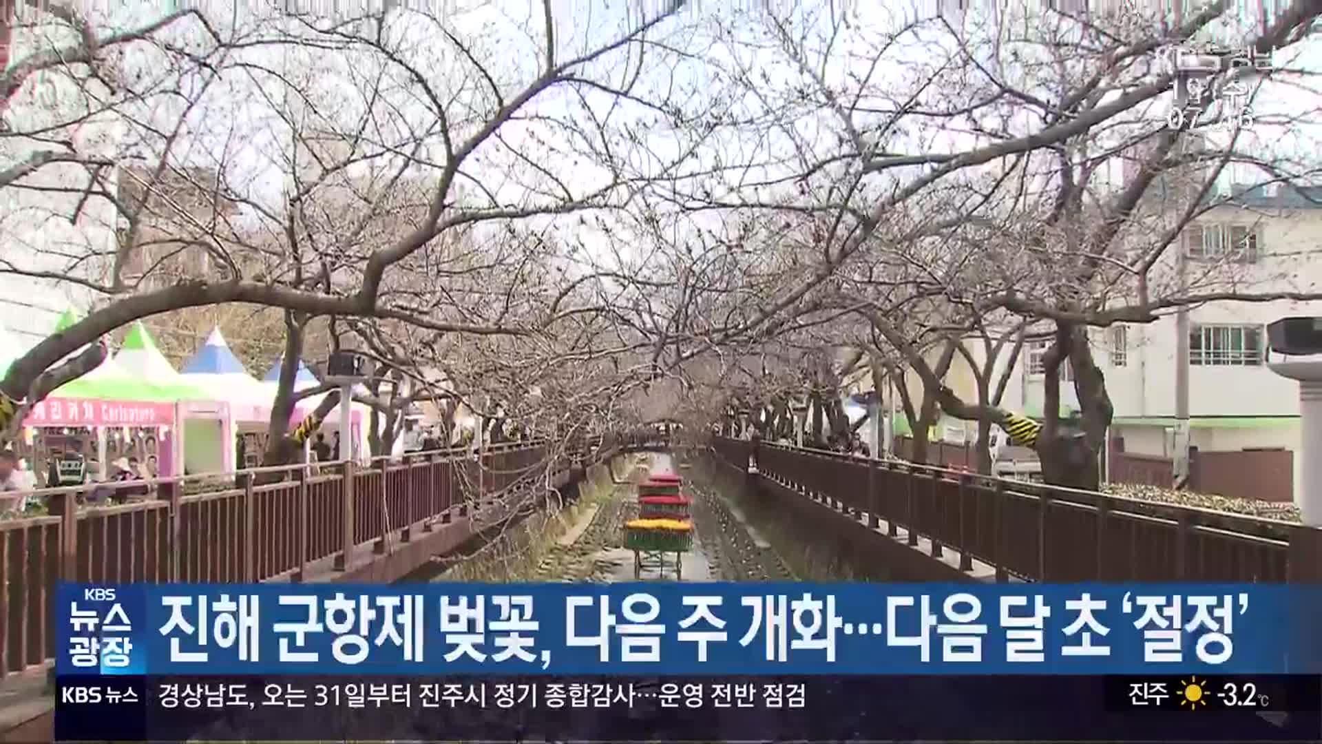 진해 군항제 벚꽃, 다음 주 개화…다음 달 초 ‘절정’