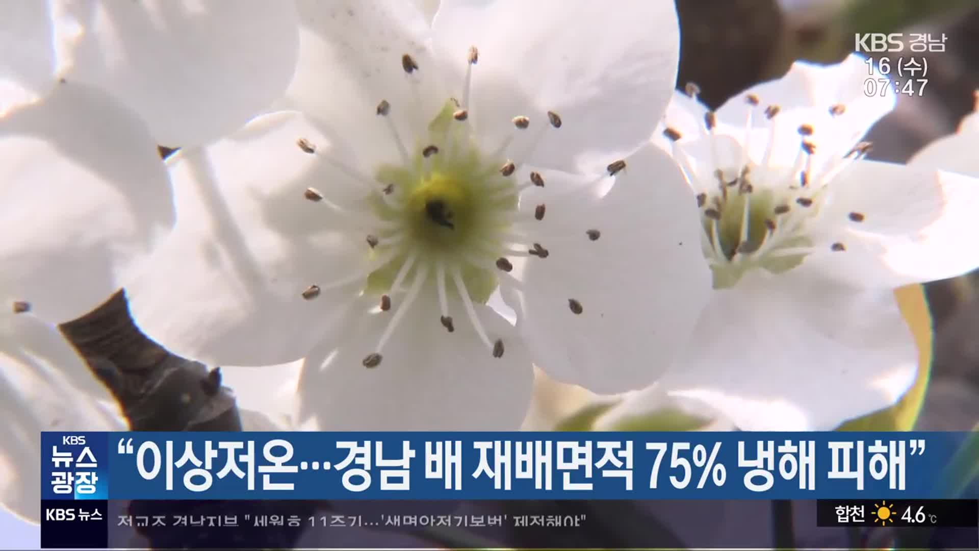 “이상저온…경남 배 재배면적 75% 냉해 피해”