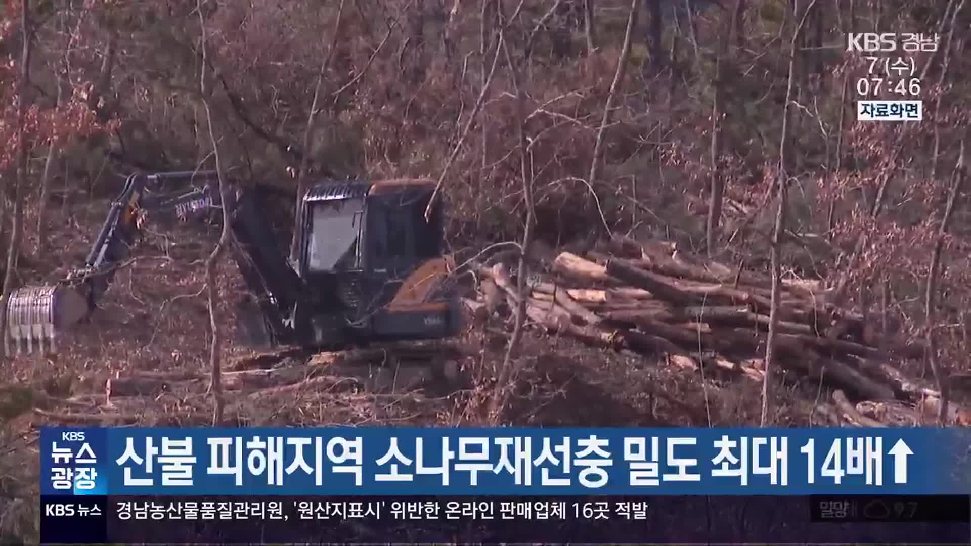 산불 피해지역 소나무재선충 밀도 최대 14배↑