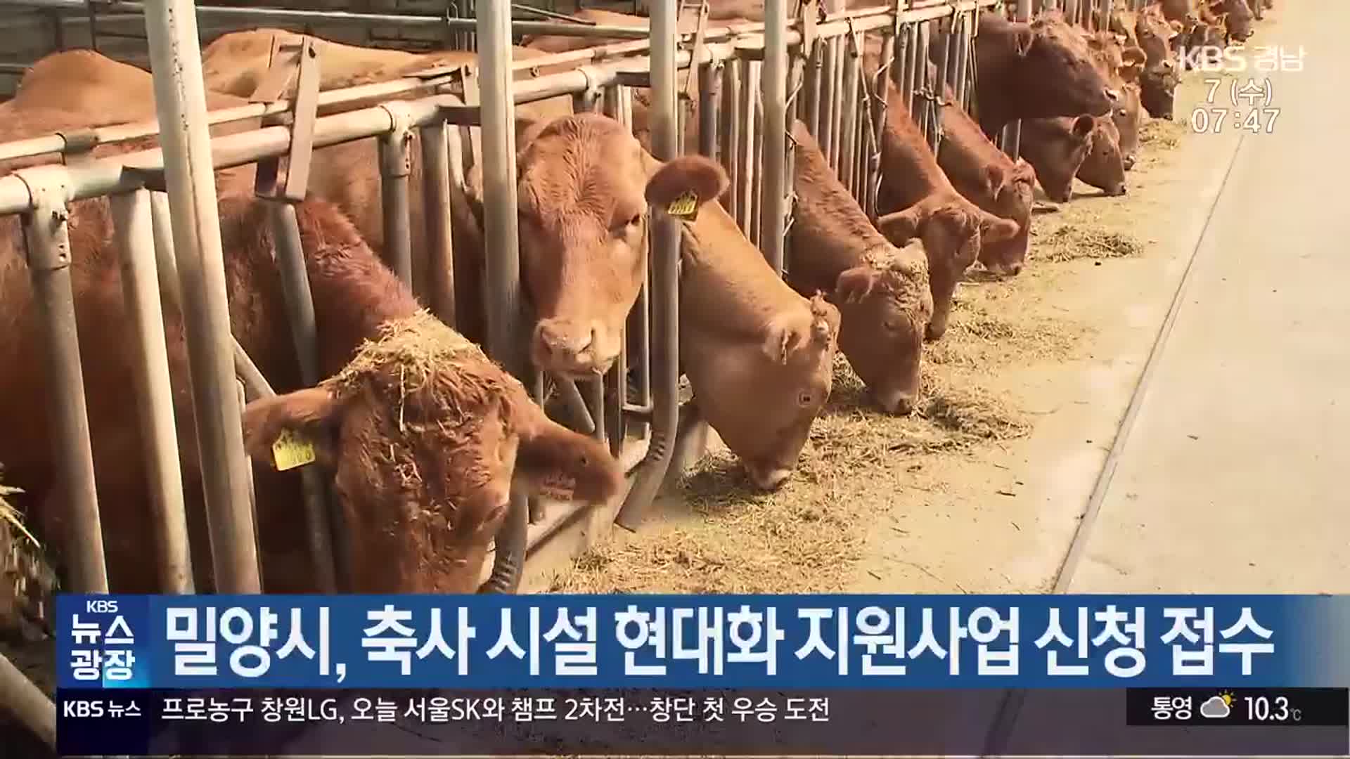 밀양시, 축사 시설 현대화 지원사업 신청 접수
