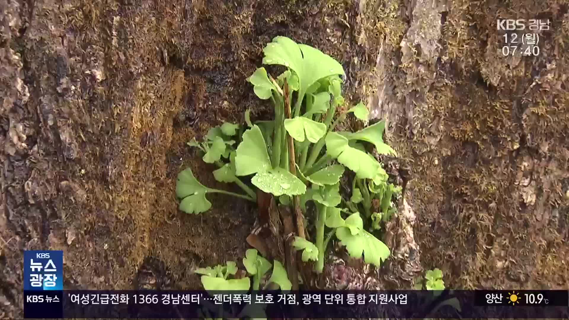 화마 소실 천년 은행나무, 소생 바라는 희망