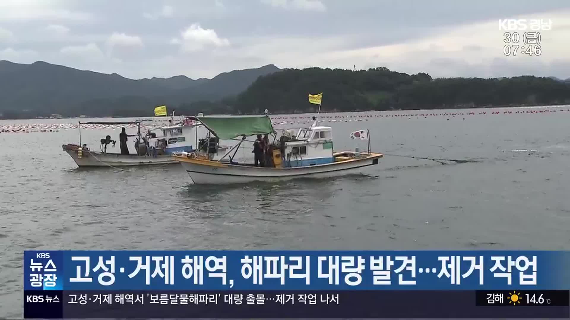 고성·거제 해역, 해파리 대량 발견…제거 작업
