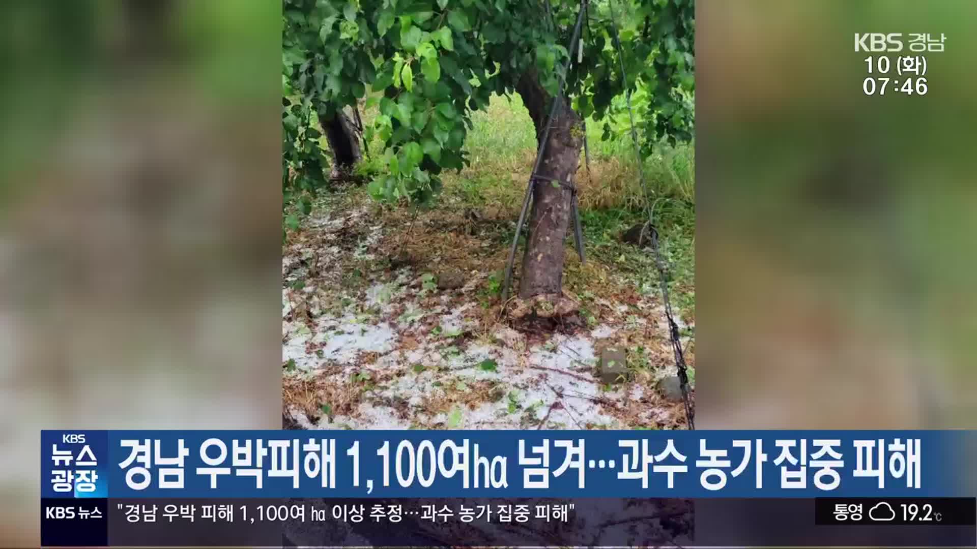 경남 우박피해 1,100여㏊ 넘겨…과수 농가 집중 피해