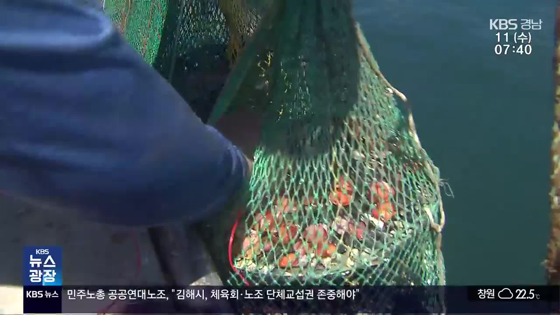 해파리 대량 출현에 고수온 걱정까지