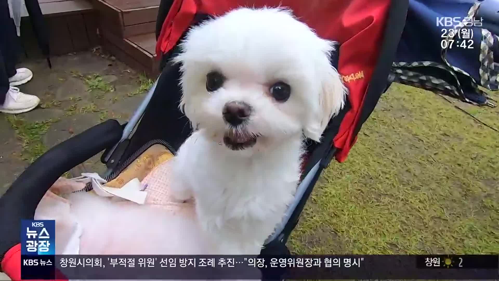 [영상] “반려동물은 나의 가족”…행복한 공존의 현장