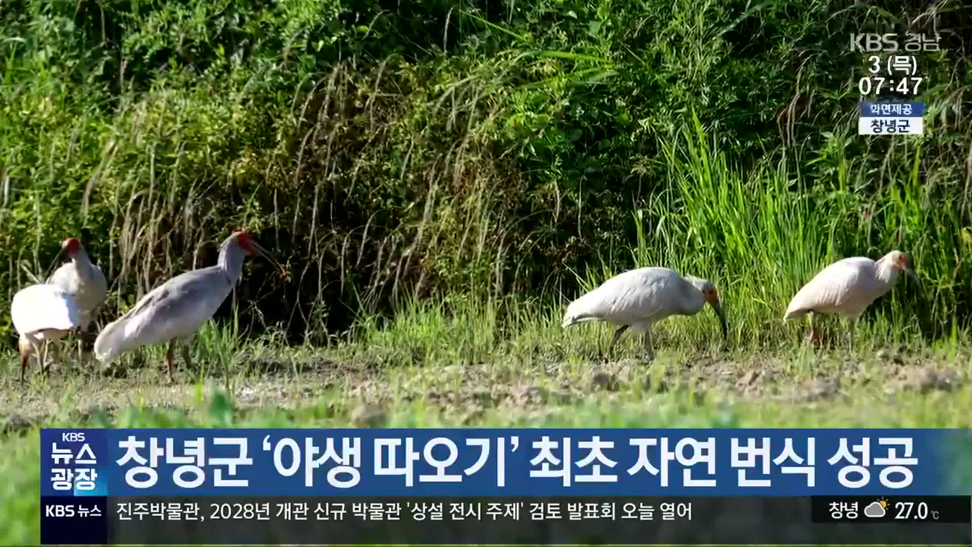 창녕군 ‘야생 따오기’ 최초 자연 번식 성공