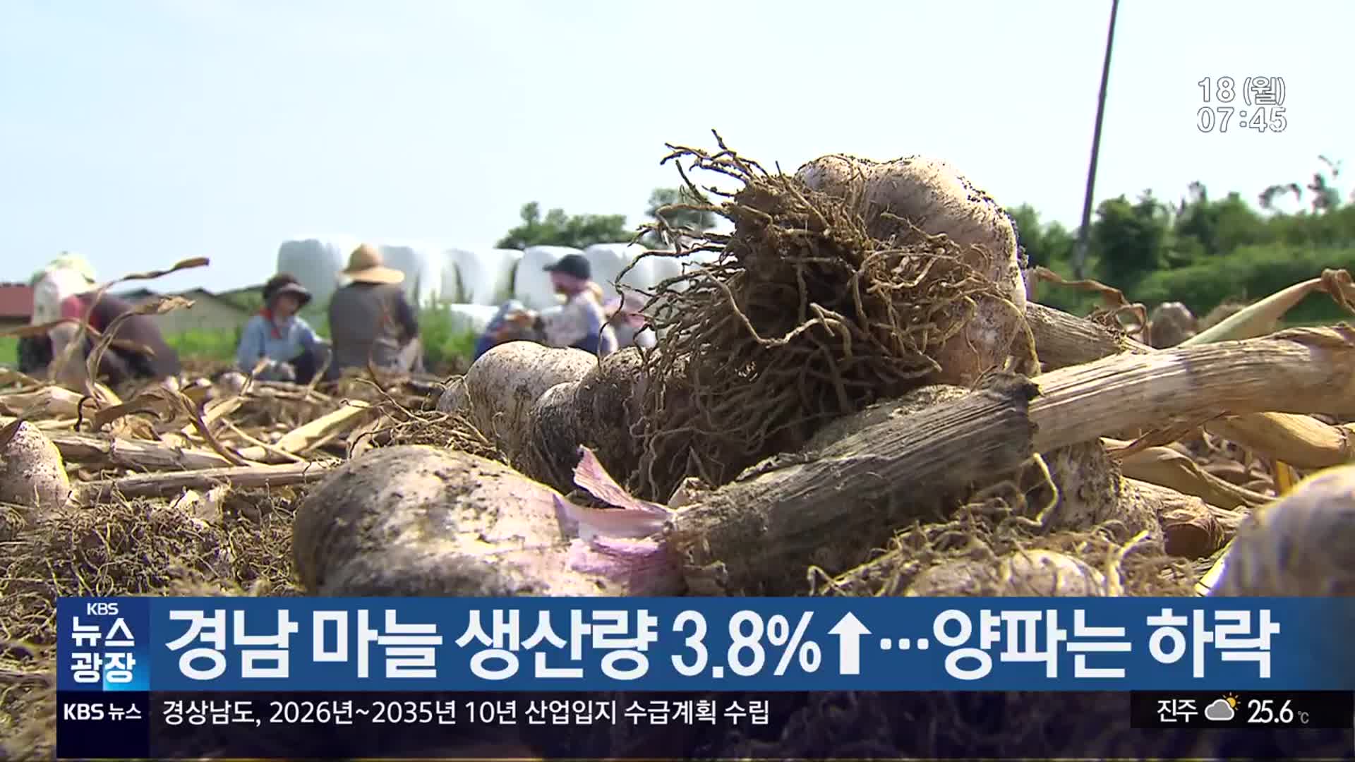 경남 마늘 생산량 3.8%↑…양파는 하락