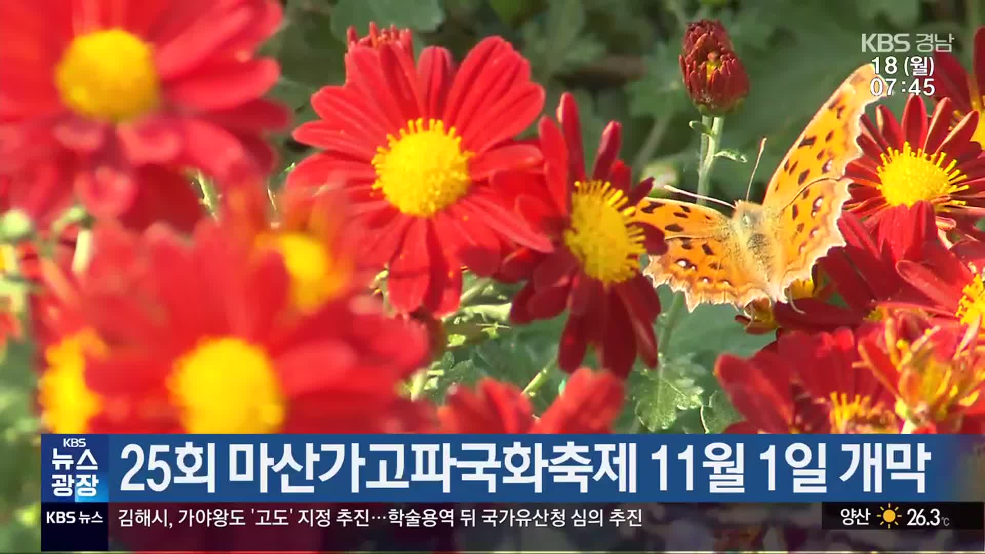 25회 마산가고파국화축제 11월 1일 개막