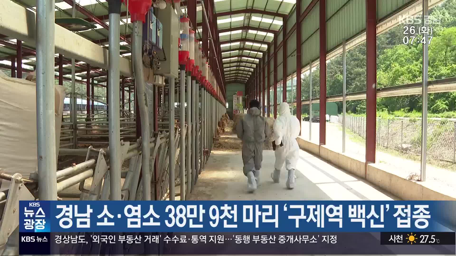 경남 소·염소 38만 9천 마리 ‘구제역 백신’ 접종