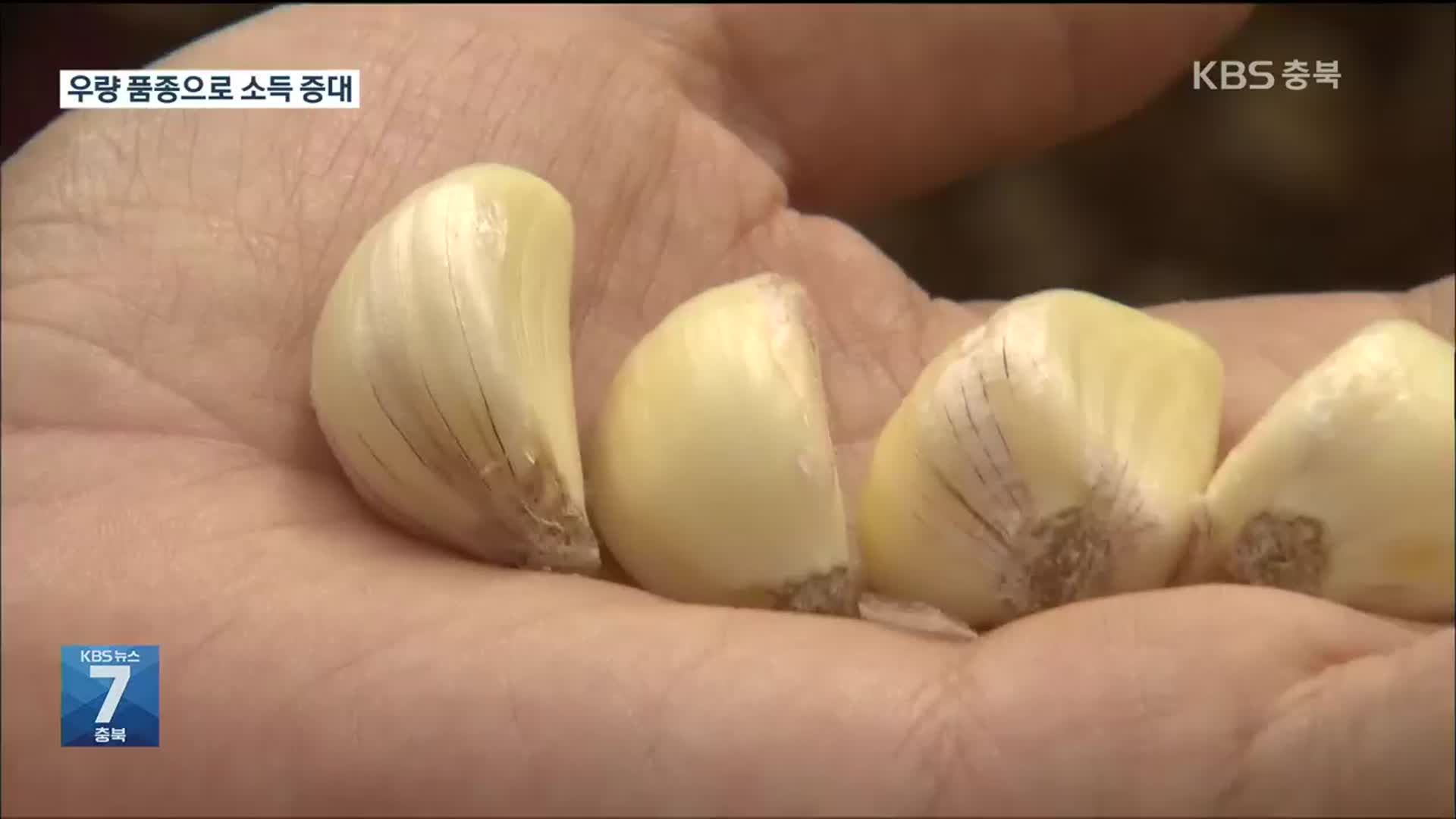[여기는 충주] 신품종 ‘단산마늘’ 보급 확대…수익 향상 기대