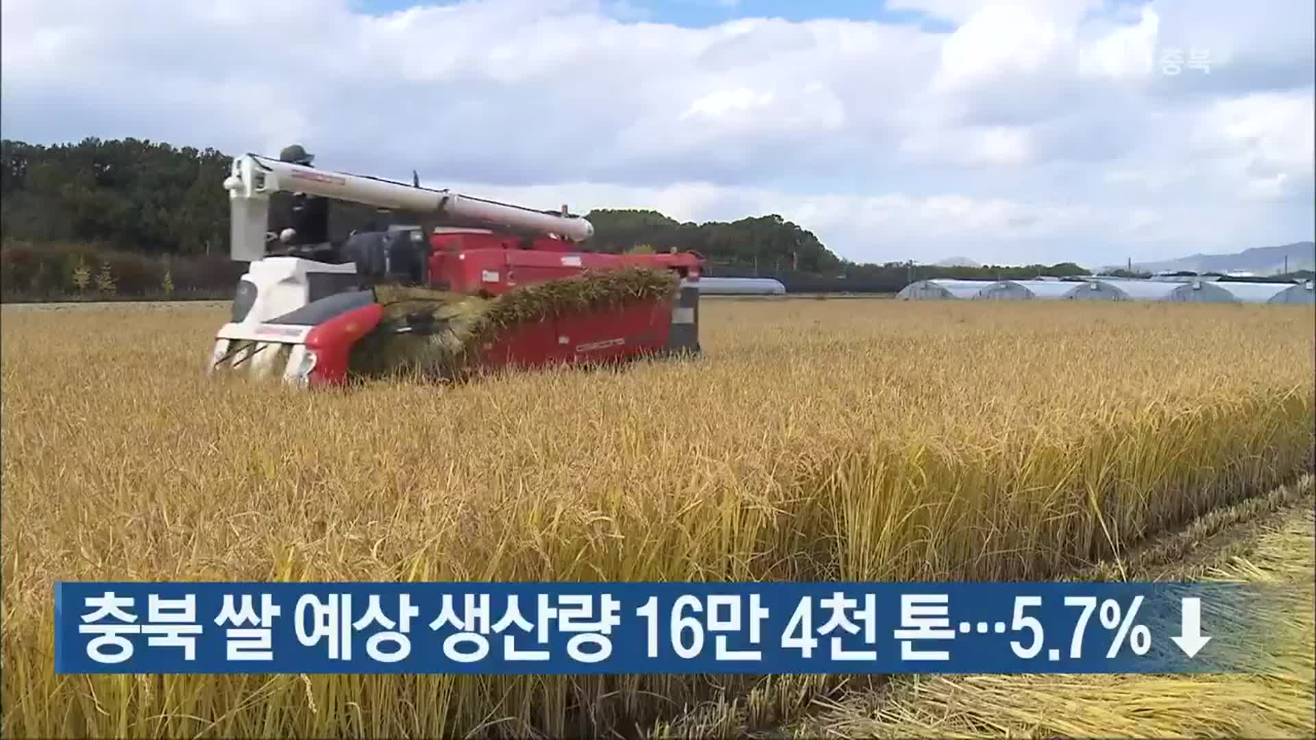 충북 쌀 예상 생산량 16만 4천 톤…5.7% ↓