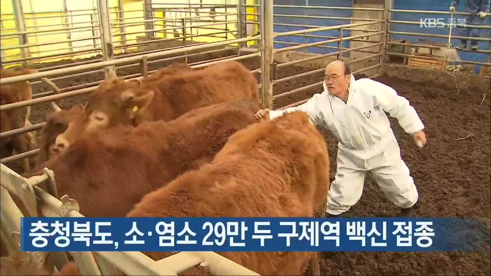 충청북도, 소·염소 29만 두 구제역 백신 접종