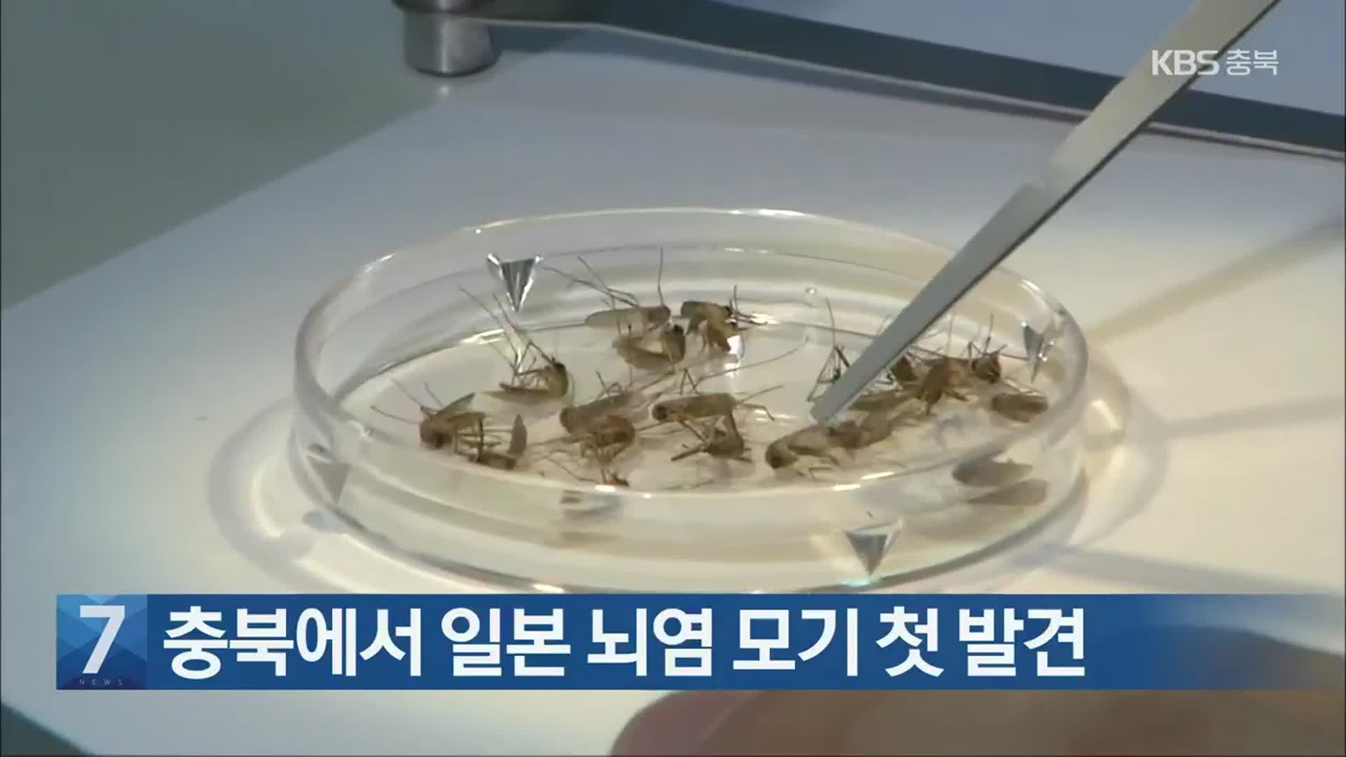 [간추린 단신] 충북에서 일본 뇌염 모기 첫 발견 외