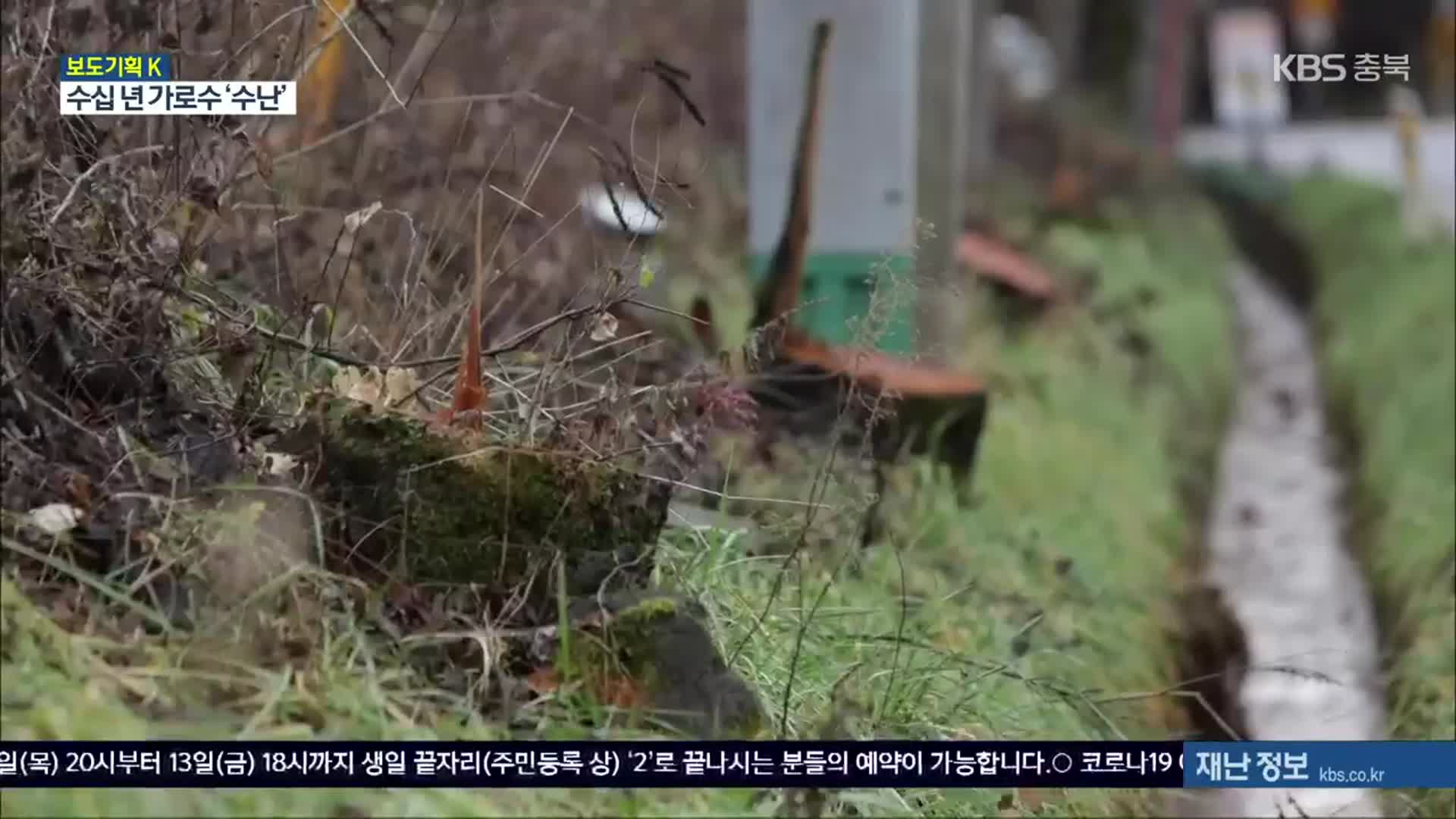 [보도기획K] 수십 년 생이 ‘싹둑’…명품 가로수 수난