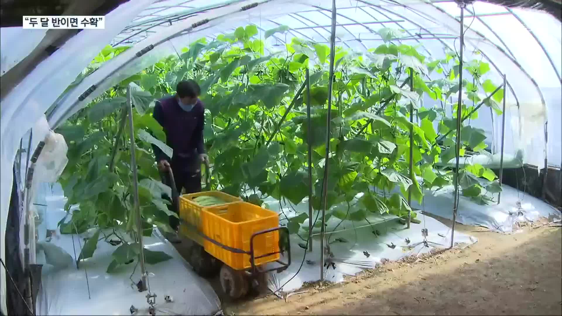 충남 빠르미 ‘벼 삼모작 시대’ 열었다