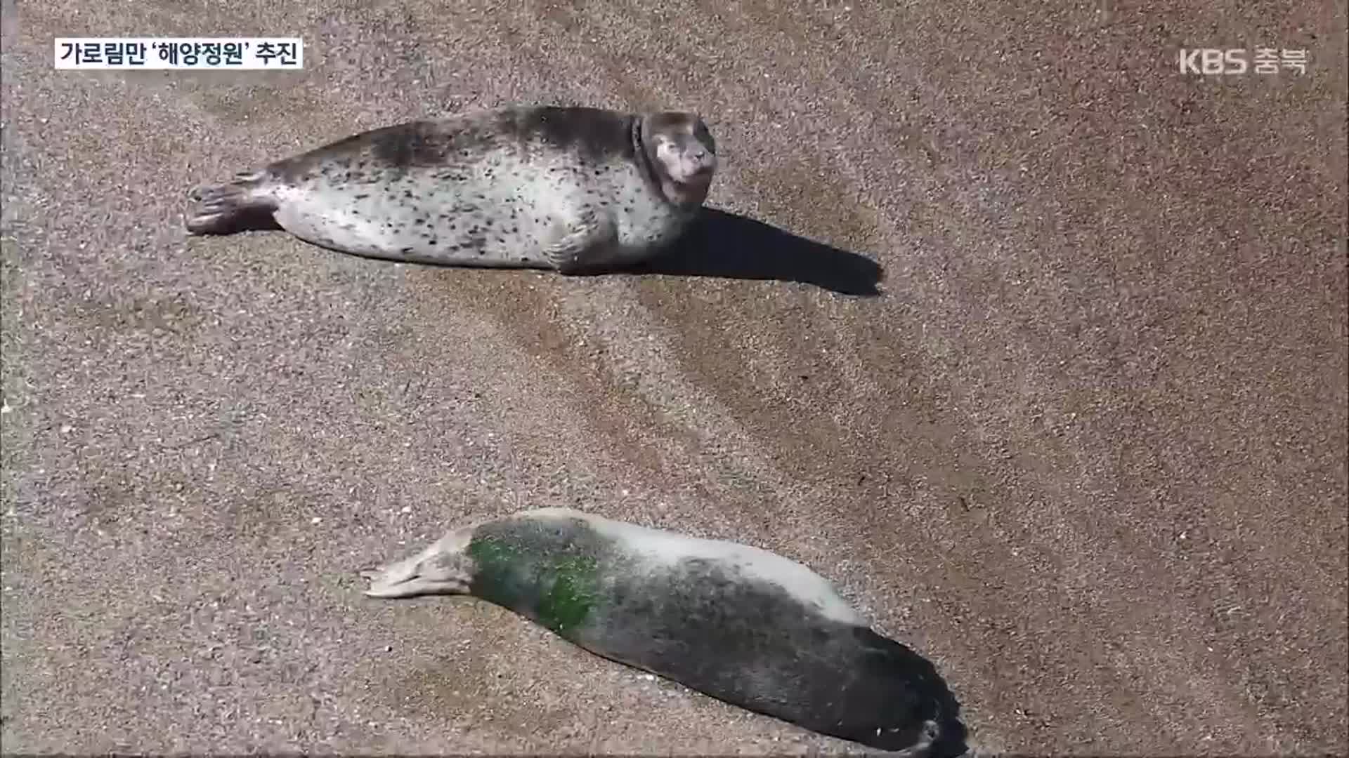 천연기념물 ‘점박이물범’ 가로림만서 포착