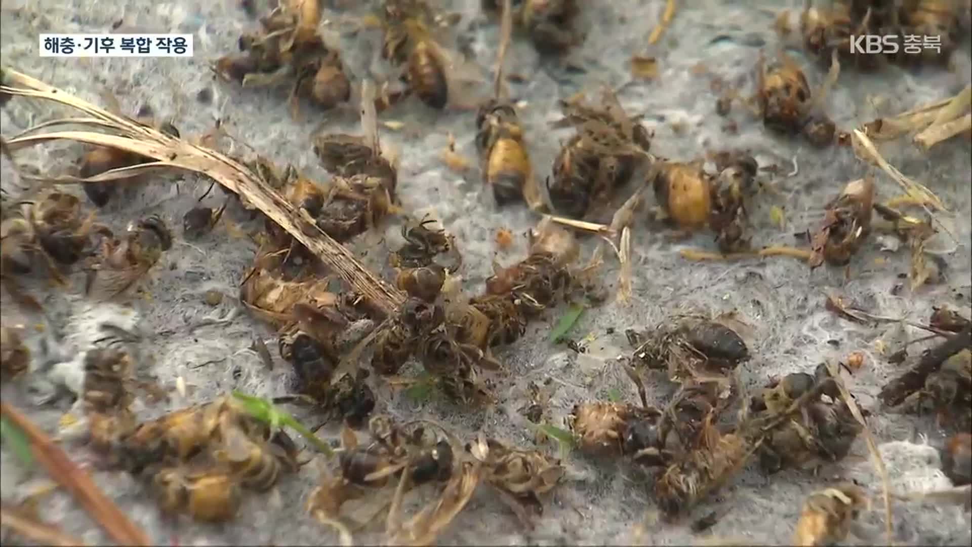 제주 ‘꿀벌 실종’ 사태…원인은 해충과 이상 기후