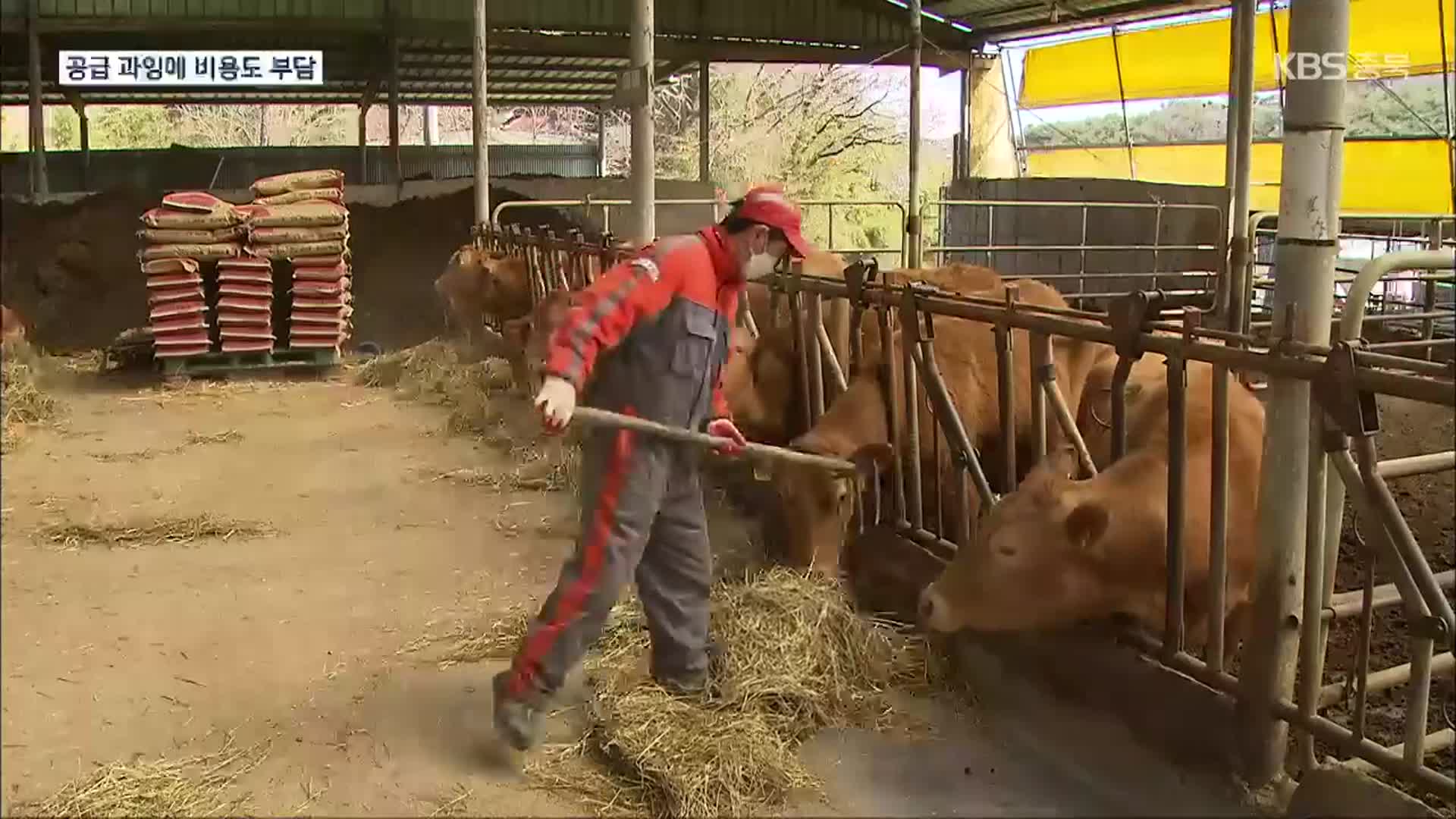 소값 파동 우려에 수급 관리까지…농가는 ‘이중고’