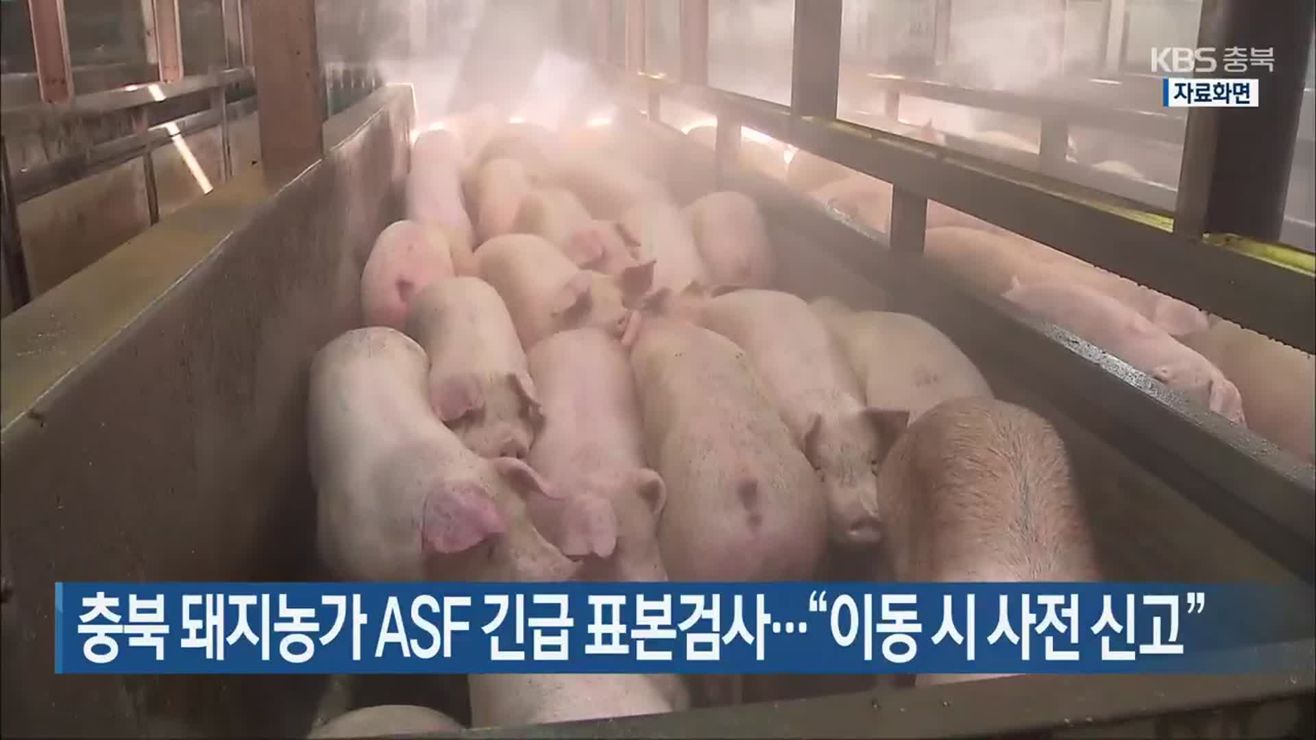 충북 돼지농가 ASF 긴급 표본검사…“이동 시 사전 신고”