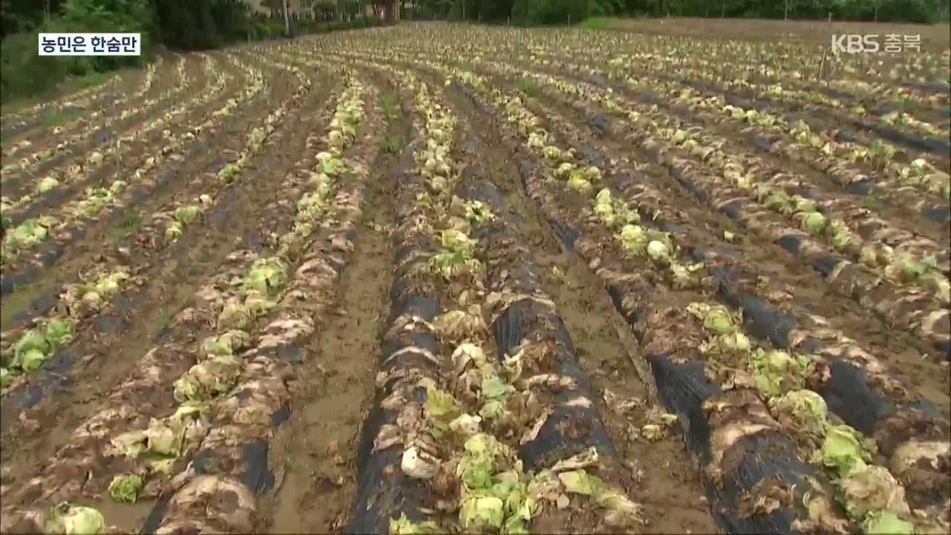 양상추 가격 폭락에 ‘수확 포기’…계약 재배 농가 “막막”