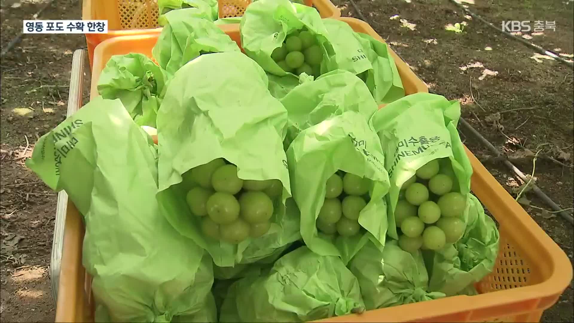 ‘포도 주산지’ 영동 포도 본격 출하…이달말 축제