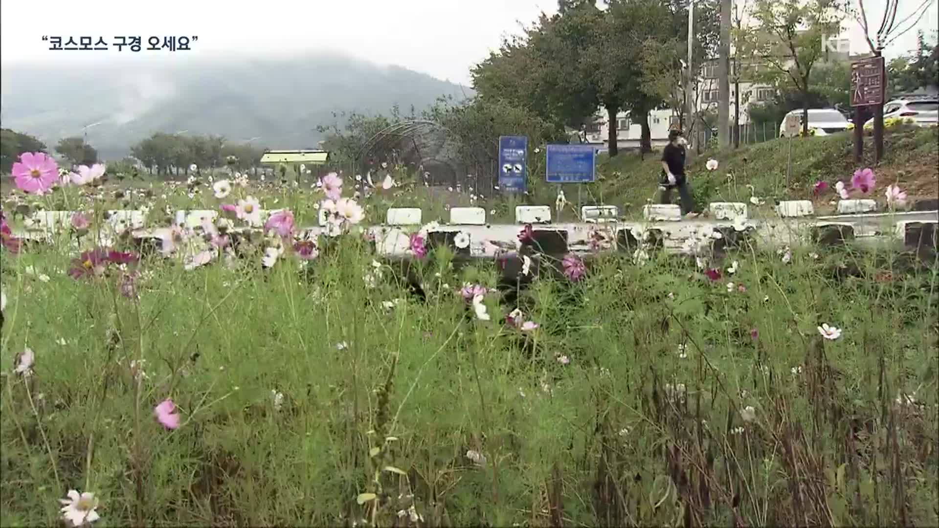 [여기는 충주] “가을을 느껴요”…코스모스로 물든 음성