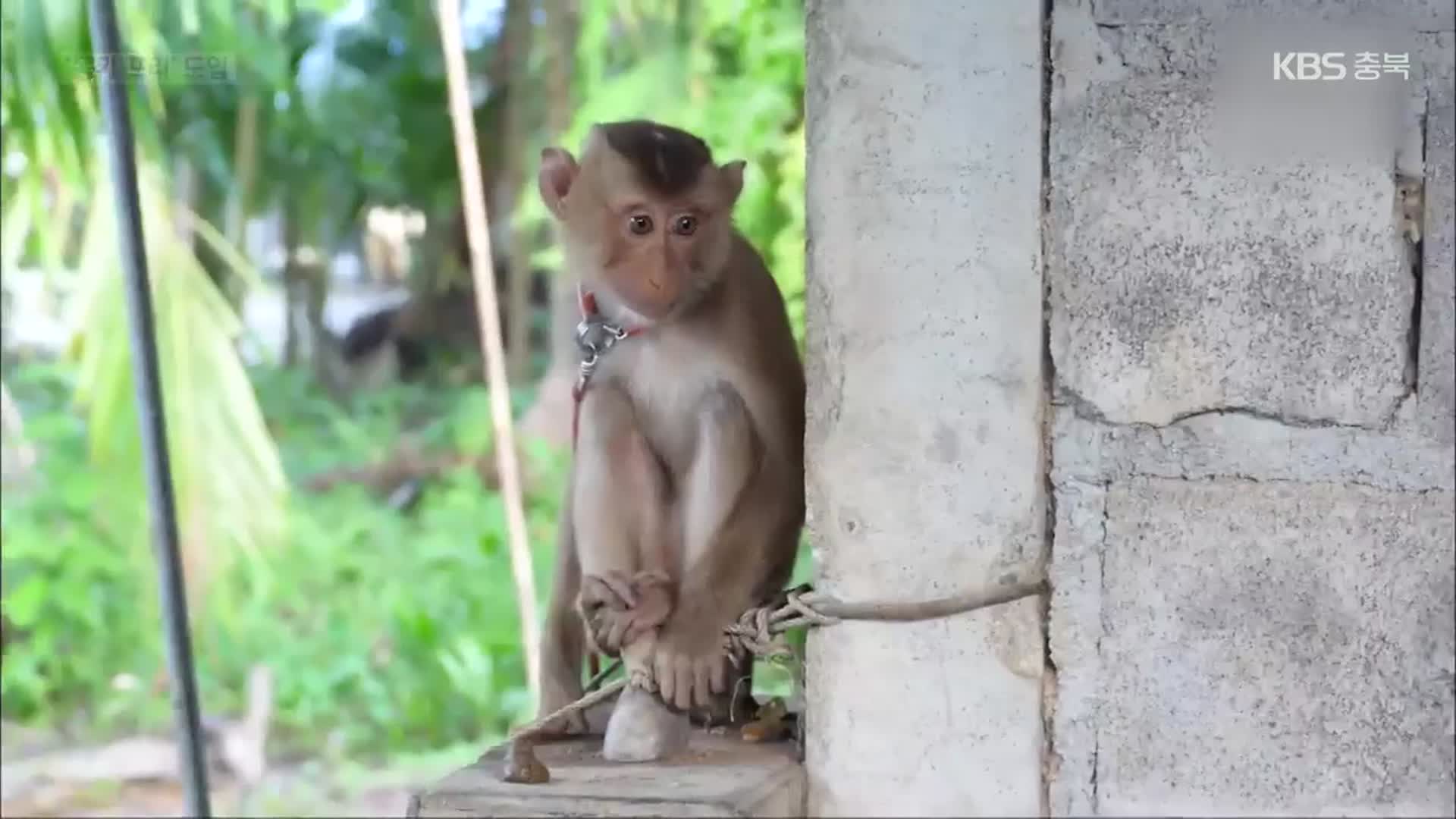 쇠줄에 묶여 코코넛 따는 원숭이들…태국, ‘몽키 프리’ 도입