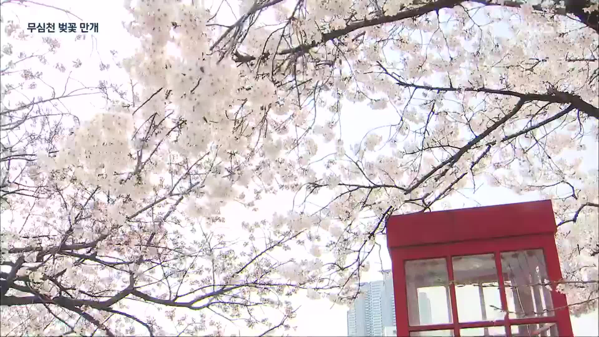 청주 무심천 벚꽃 만개…마스크 없는 첫 벚꽃축제