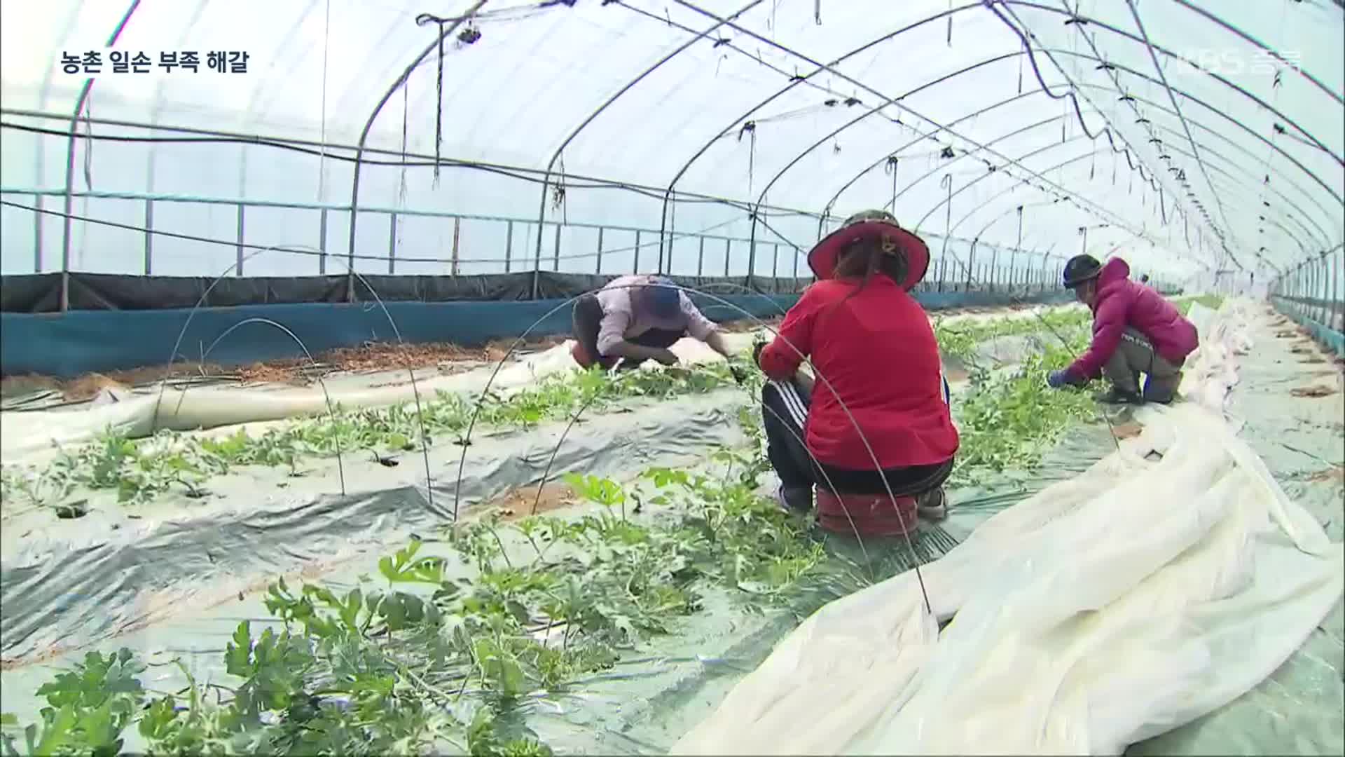 충북 외국인 계절근로자 ‘역대 최다’…일손 부족 ‘해갈’