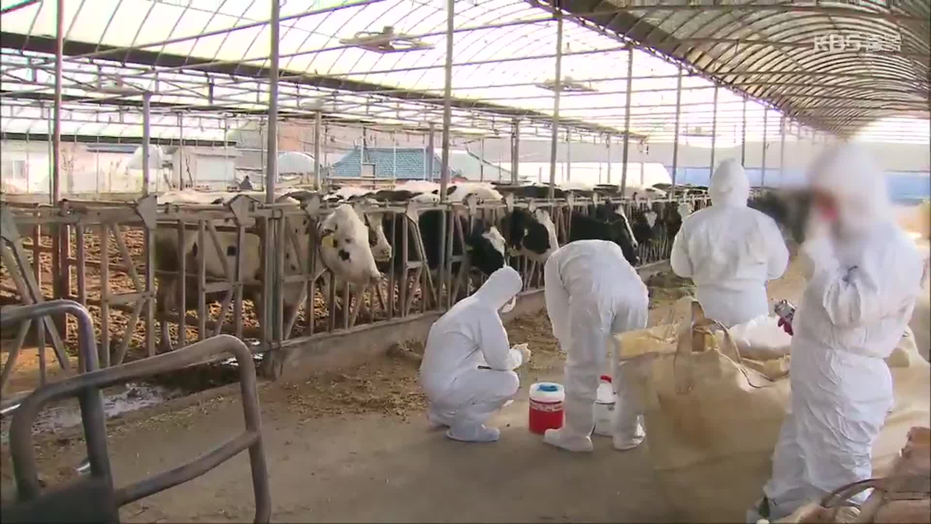 구제역 농가 11곳으로 늘어…9개 시군 구제역 경보 ‘심각’