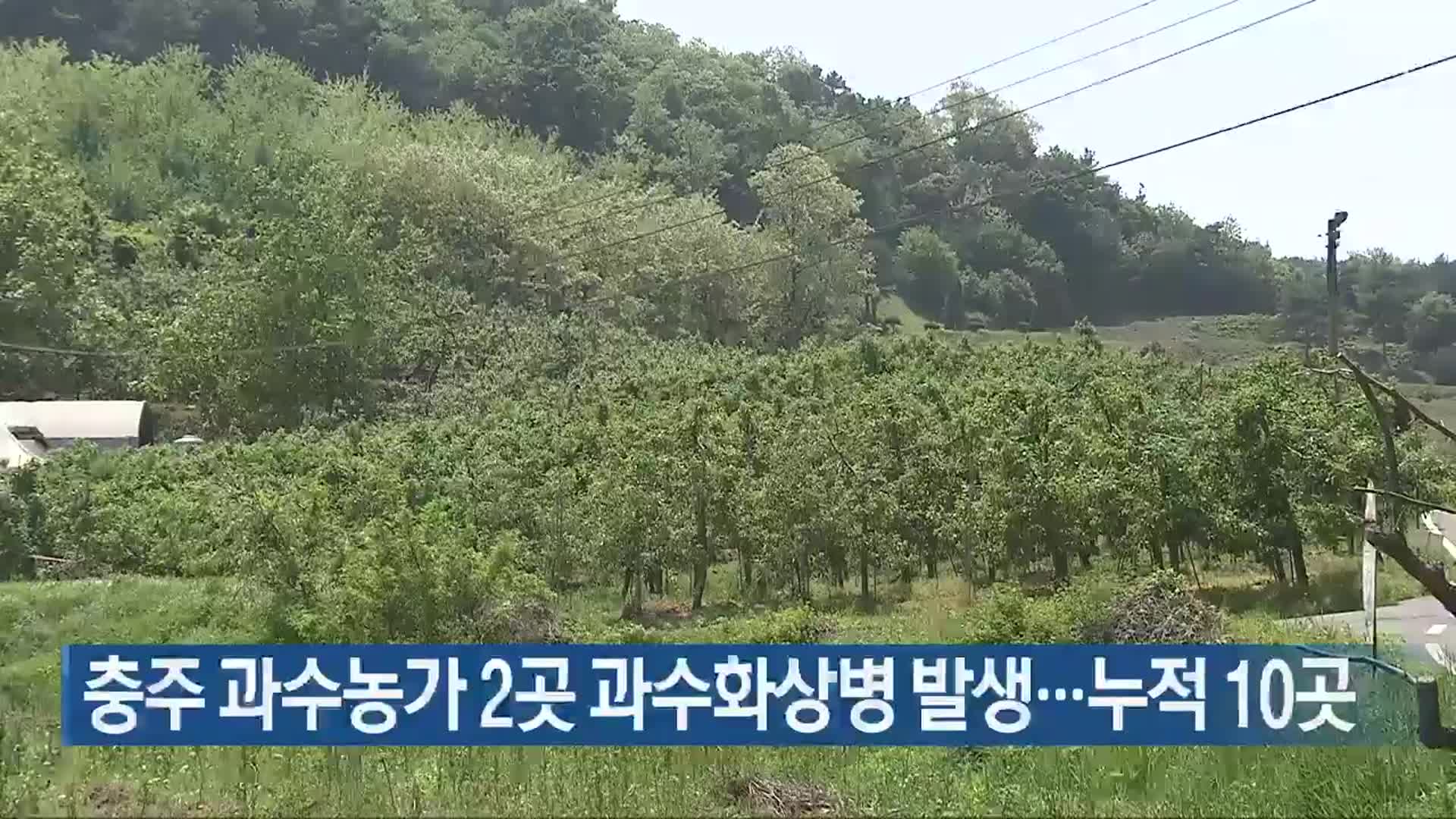 충주 과수농가 2곳 과수화상병 발생…누적 10곳