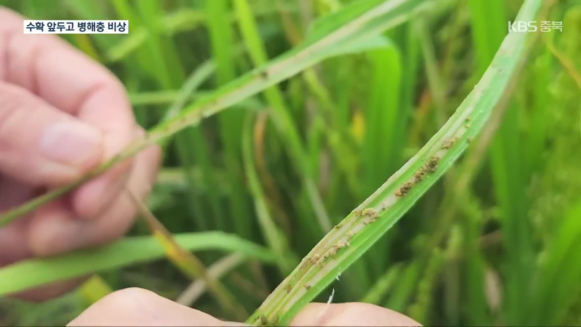 장마·폭염·태풍에 병해충 기승…“지금이 방제 적기”