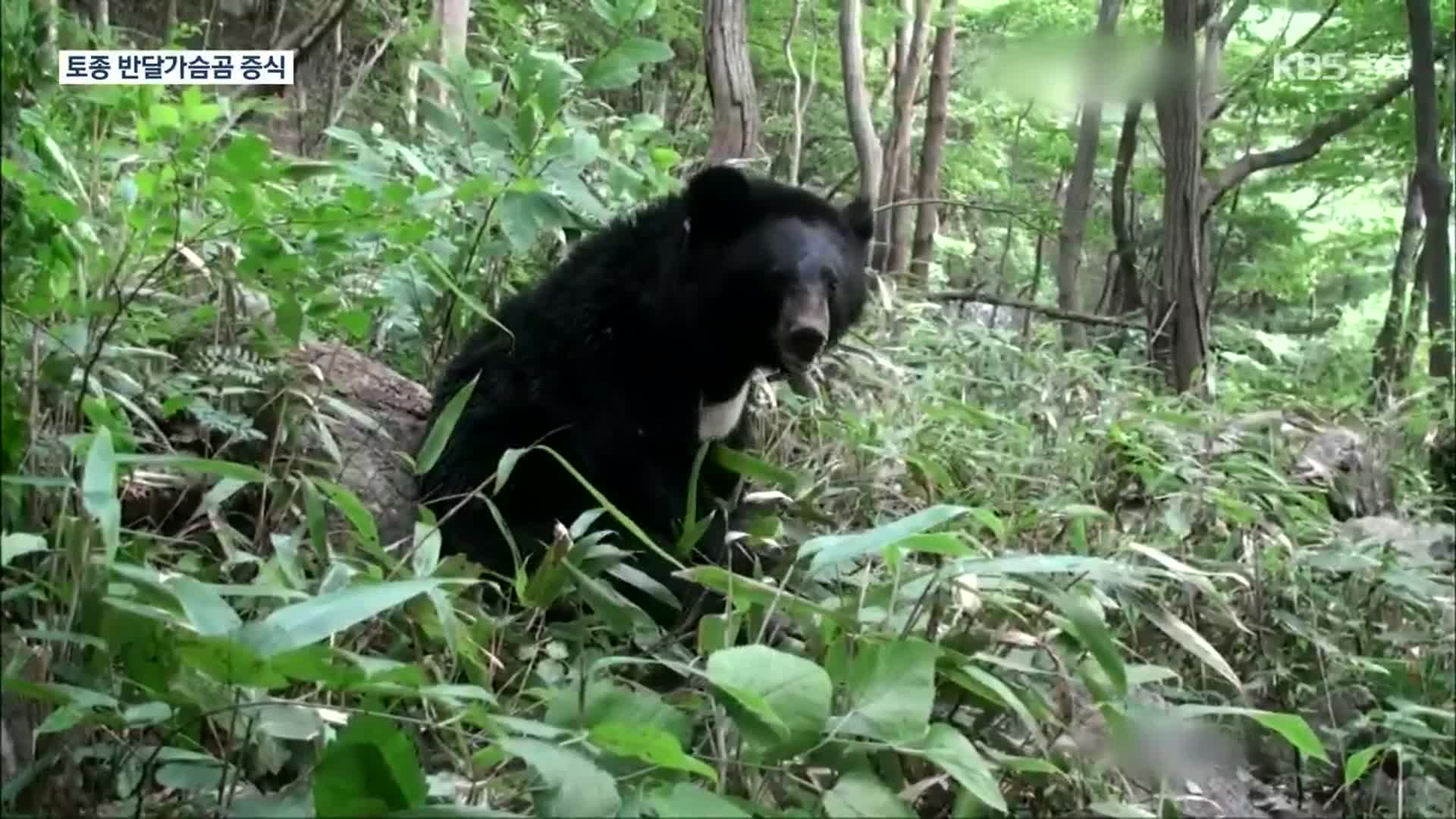 DMZ 반달가슴곰 ‘출몰’…군 ‘퇴치 스프레이’ 지급