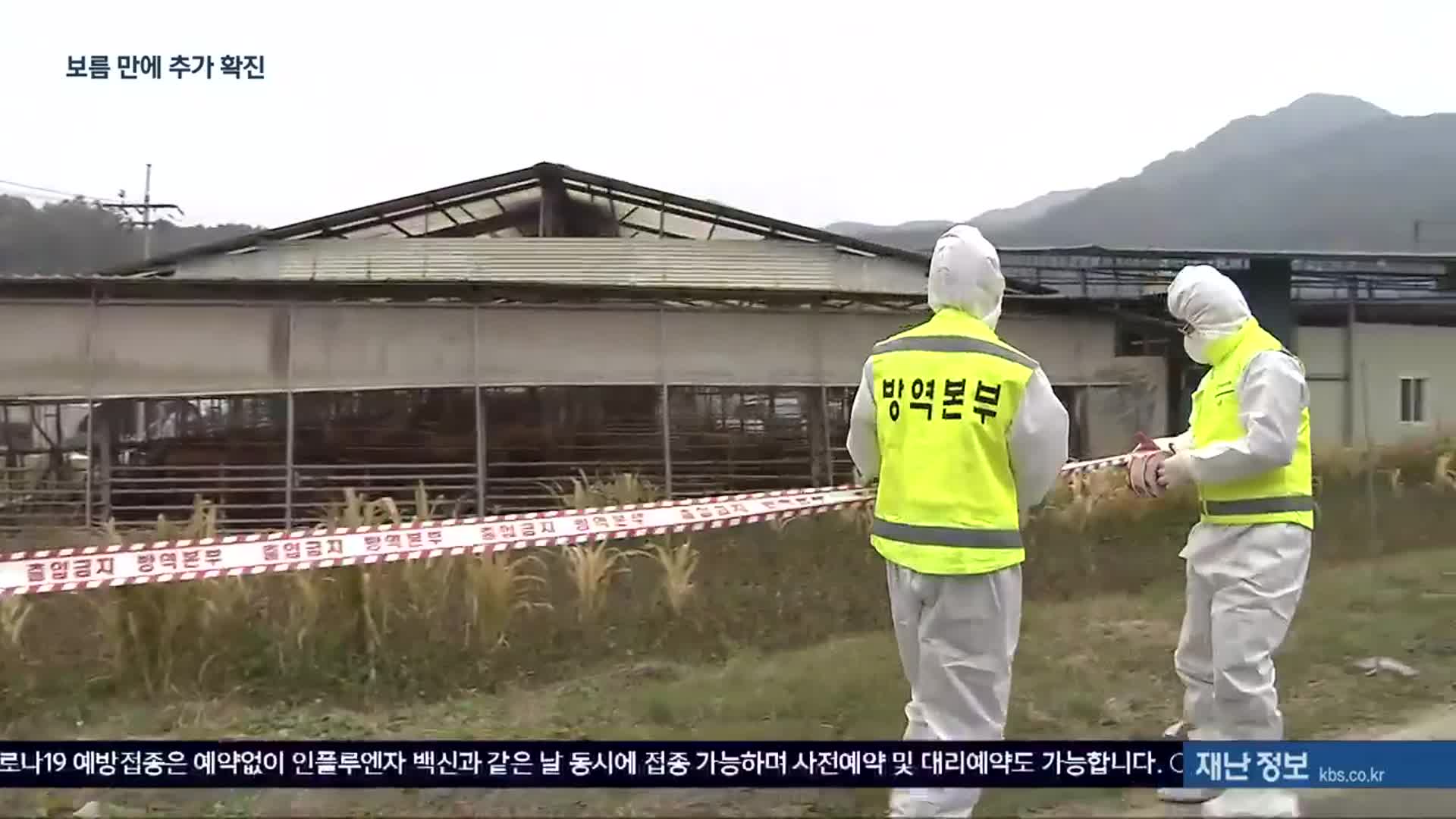 충북 두 번째 럼피스킨 확진…소규모 농가 ‘취약’