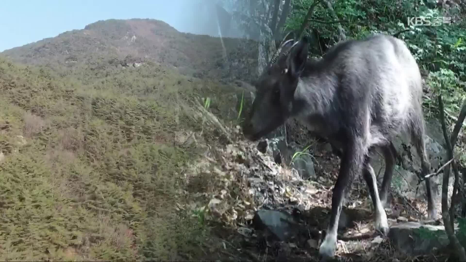 속리산 산양 복원 성공적…백두대간 생태 축 탄력