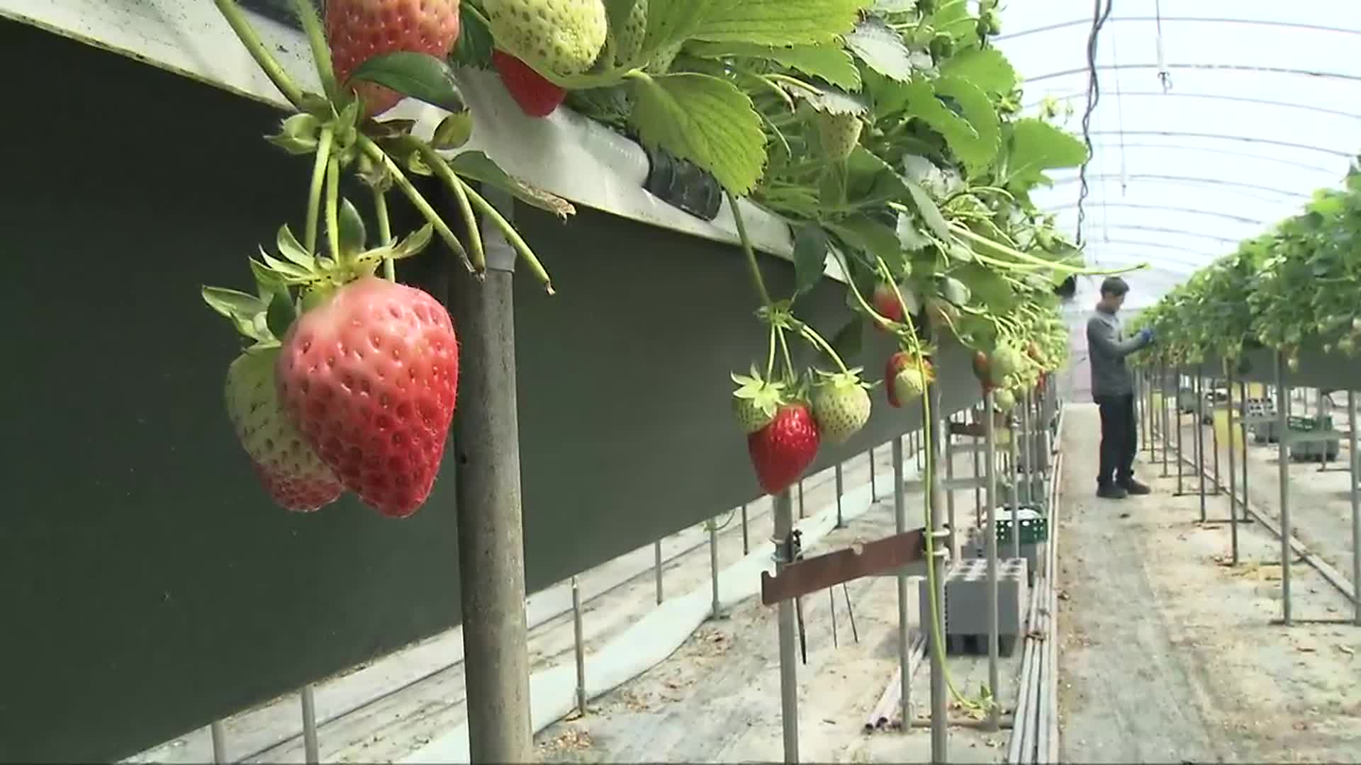 선거 앞두고 농촌 일손 부족 심화