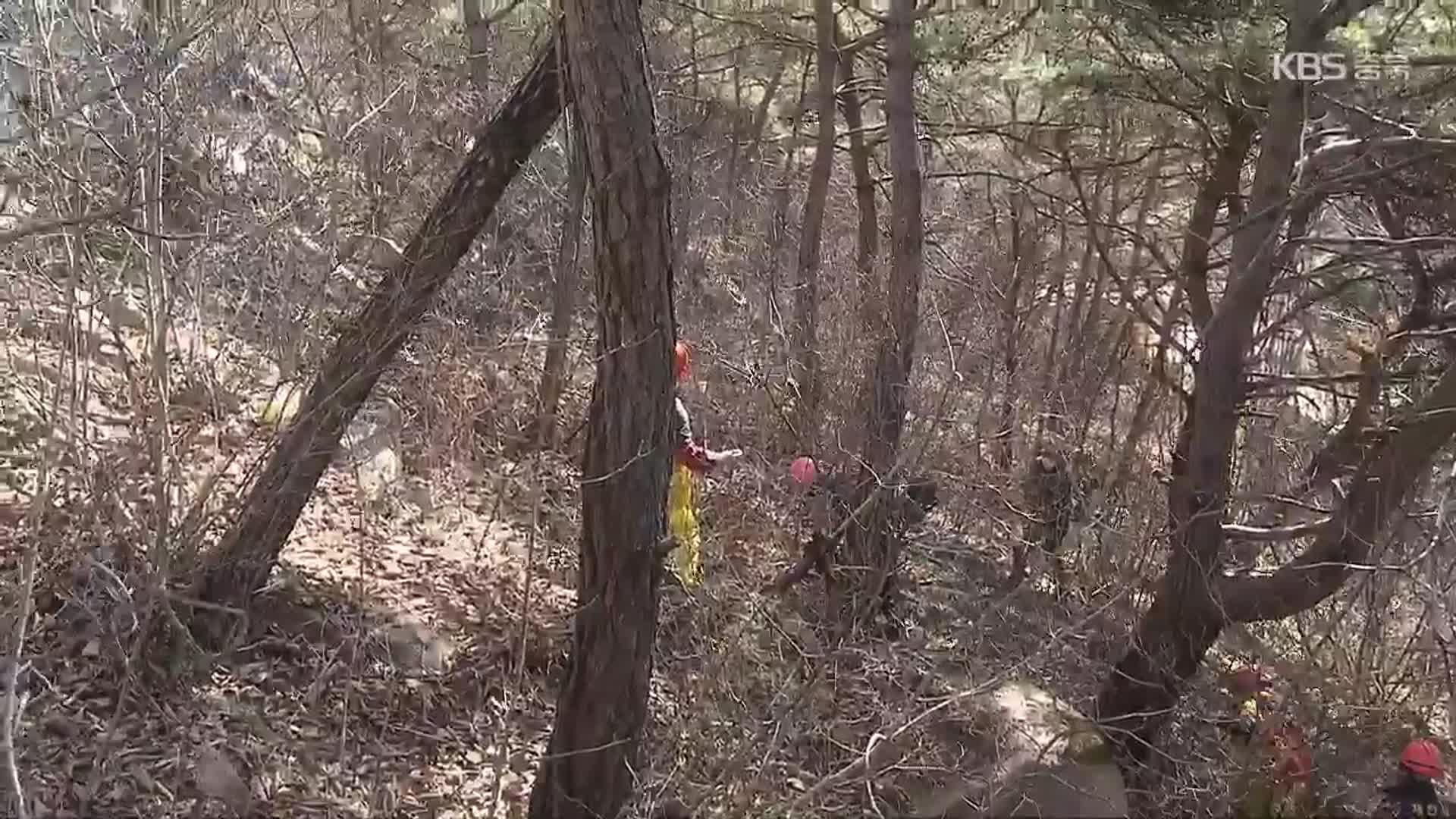 [여기는 충주] ‘소나무재선충병’ 감염 위험 커져…“매개충 북상”