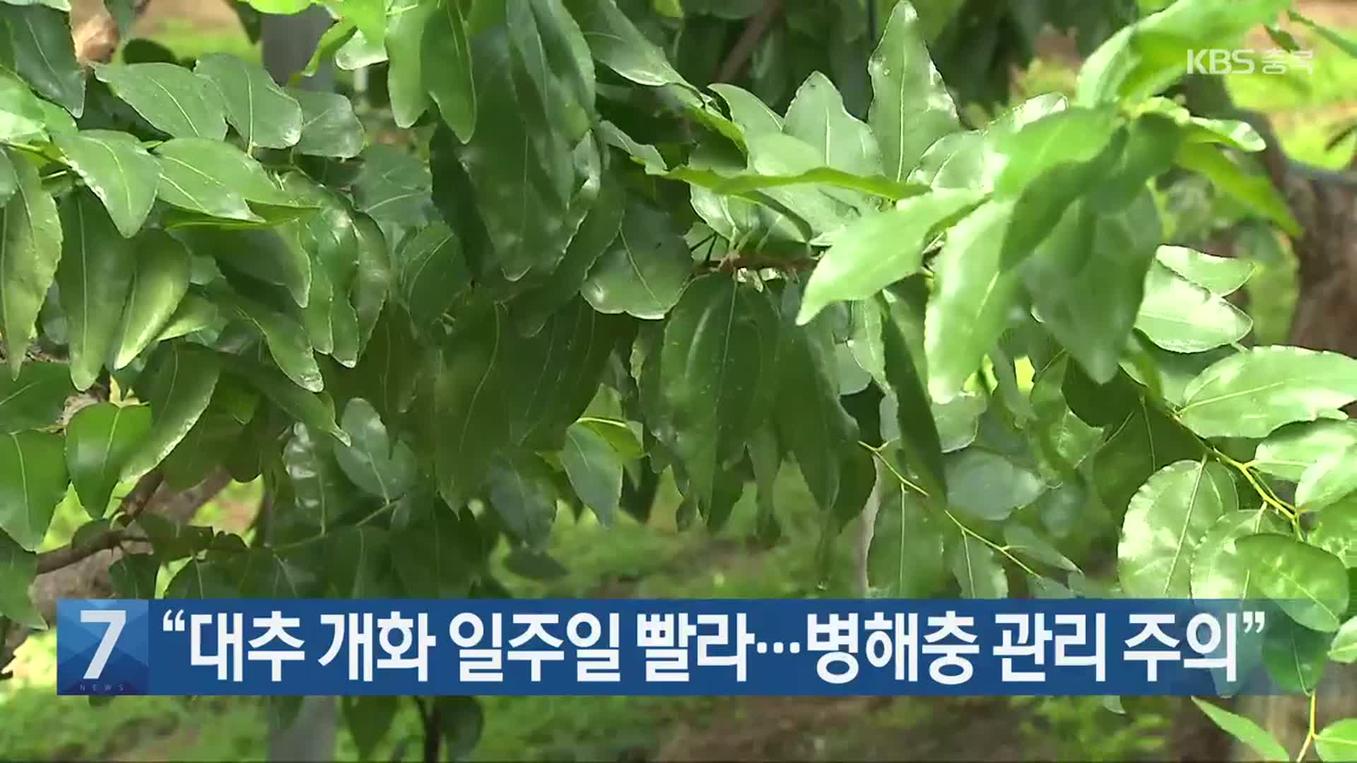 [간추린 단신] “대추 개화 일주일 빨라…병해충 관리 주의” 외